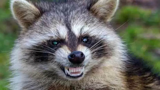 Raccoon