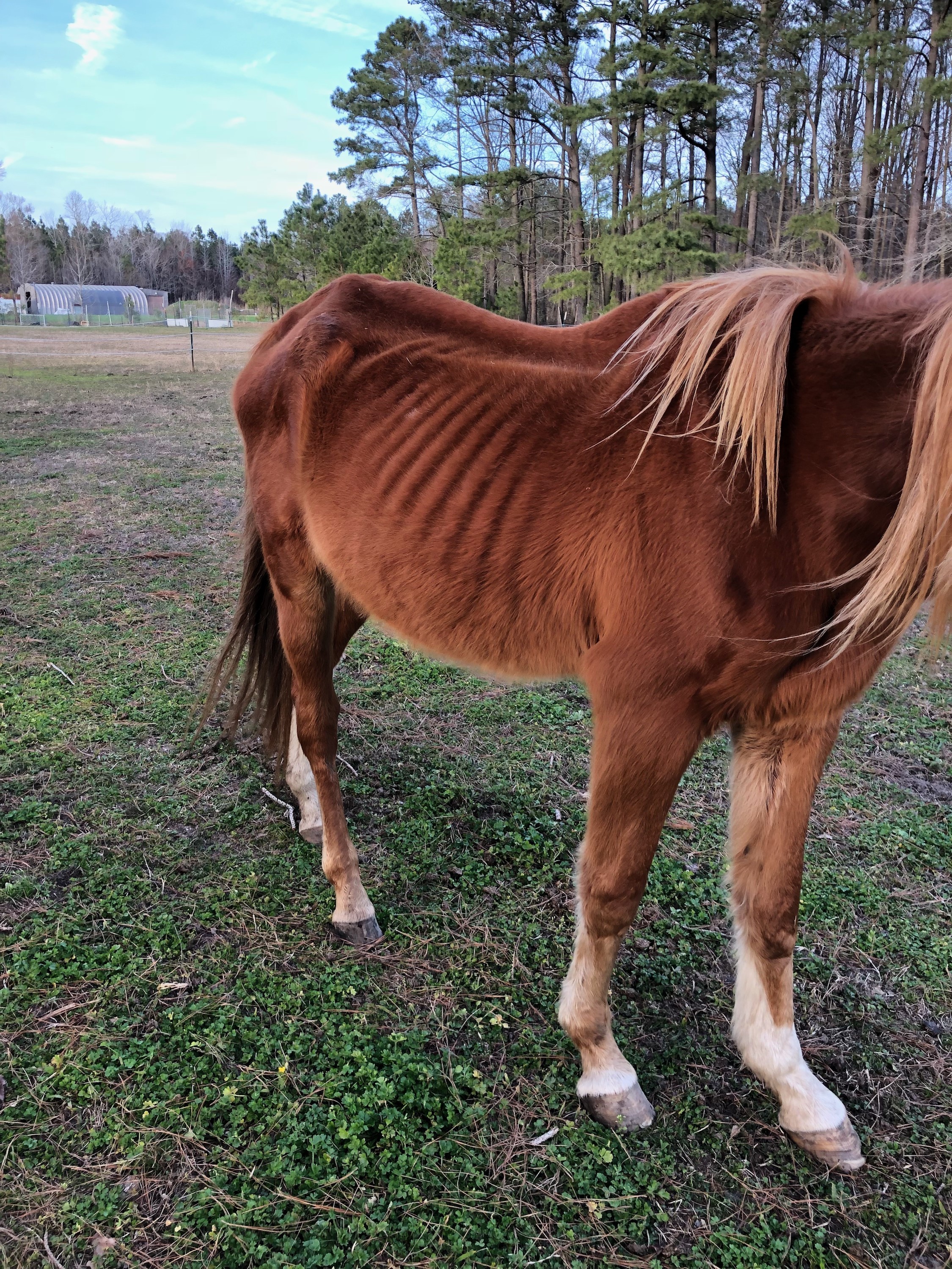 Rowdy's ribs