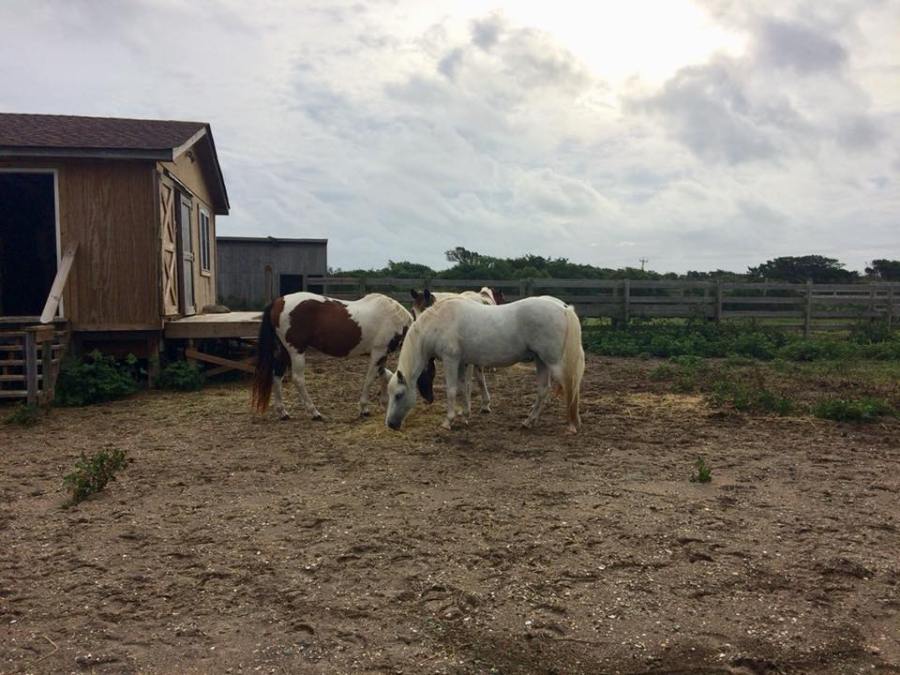 Ocracoke Ponies Cape Hatteras National Seashore FB_1537057279028.jpg.jpg