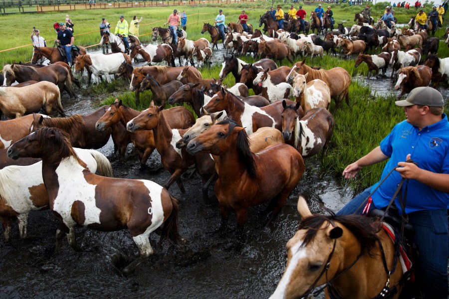 Chincoteague_Pony_Swim_43577-159532.jpg65262427