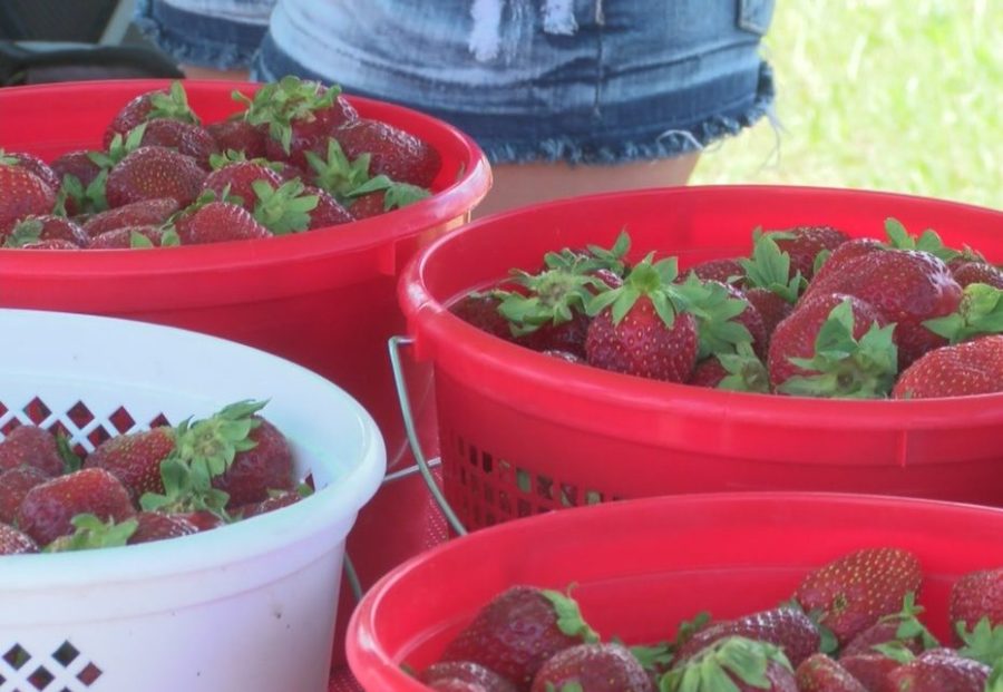 Pungo Strawberry Festival_126926