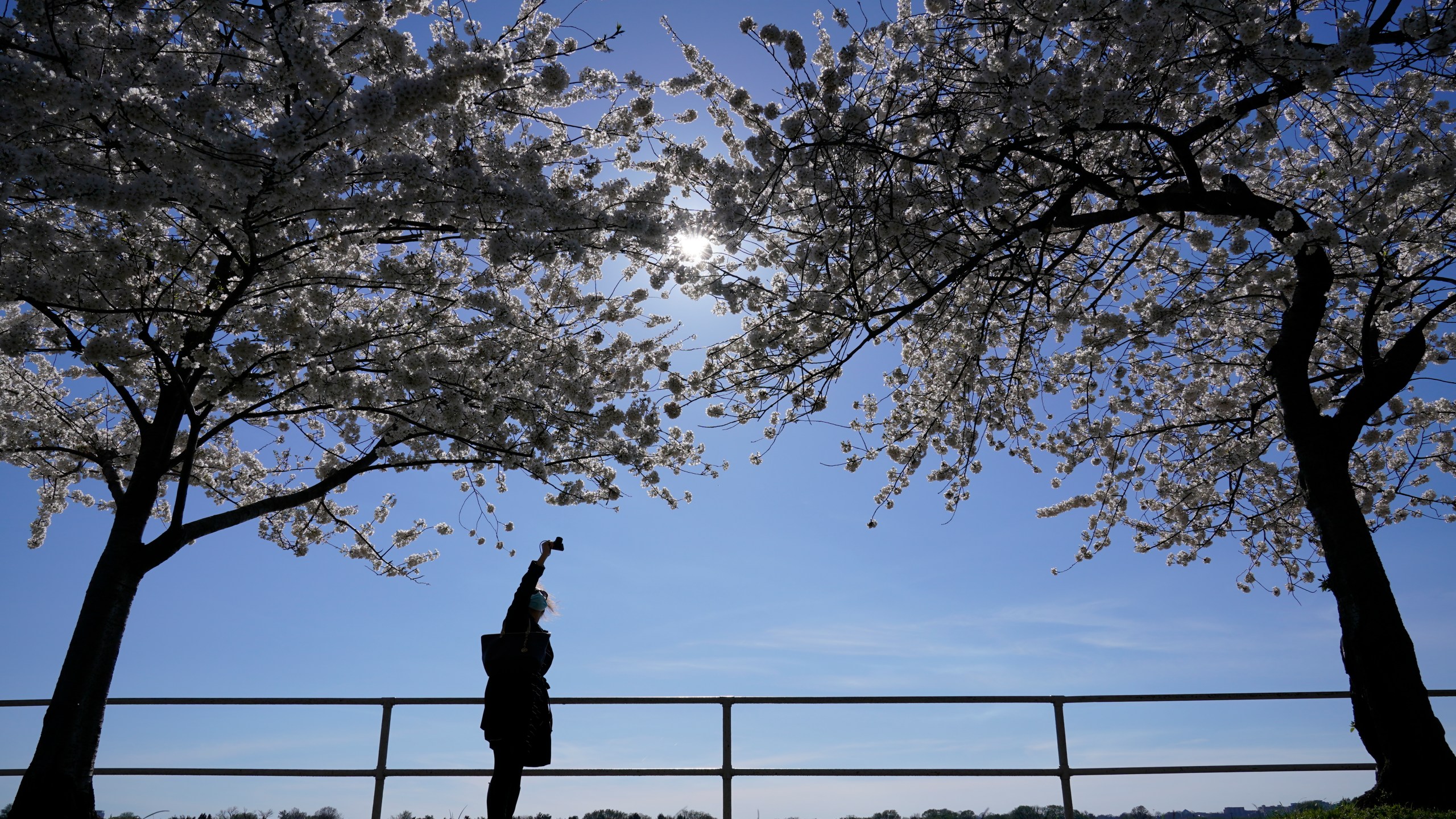 Cherry Blossoms