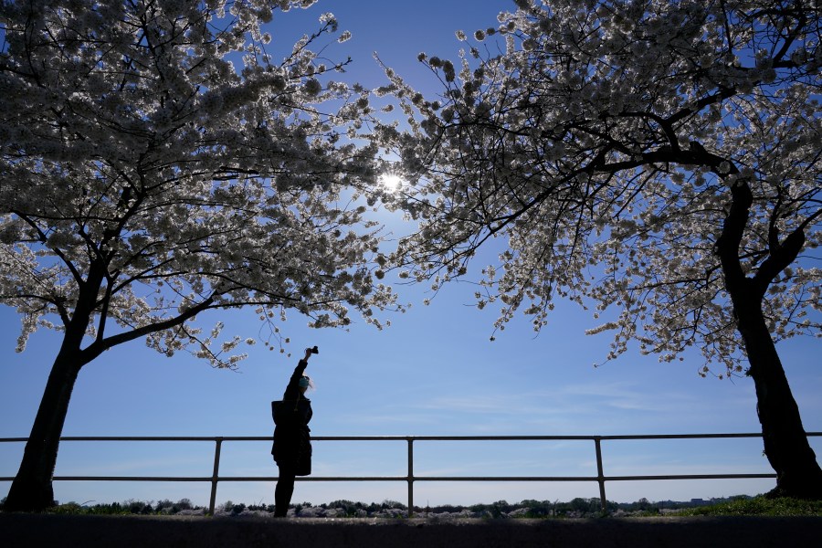 Cherry Blossoms