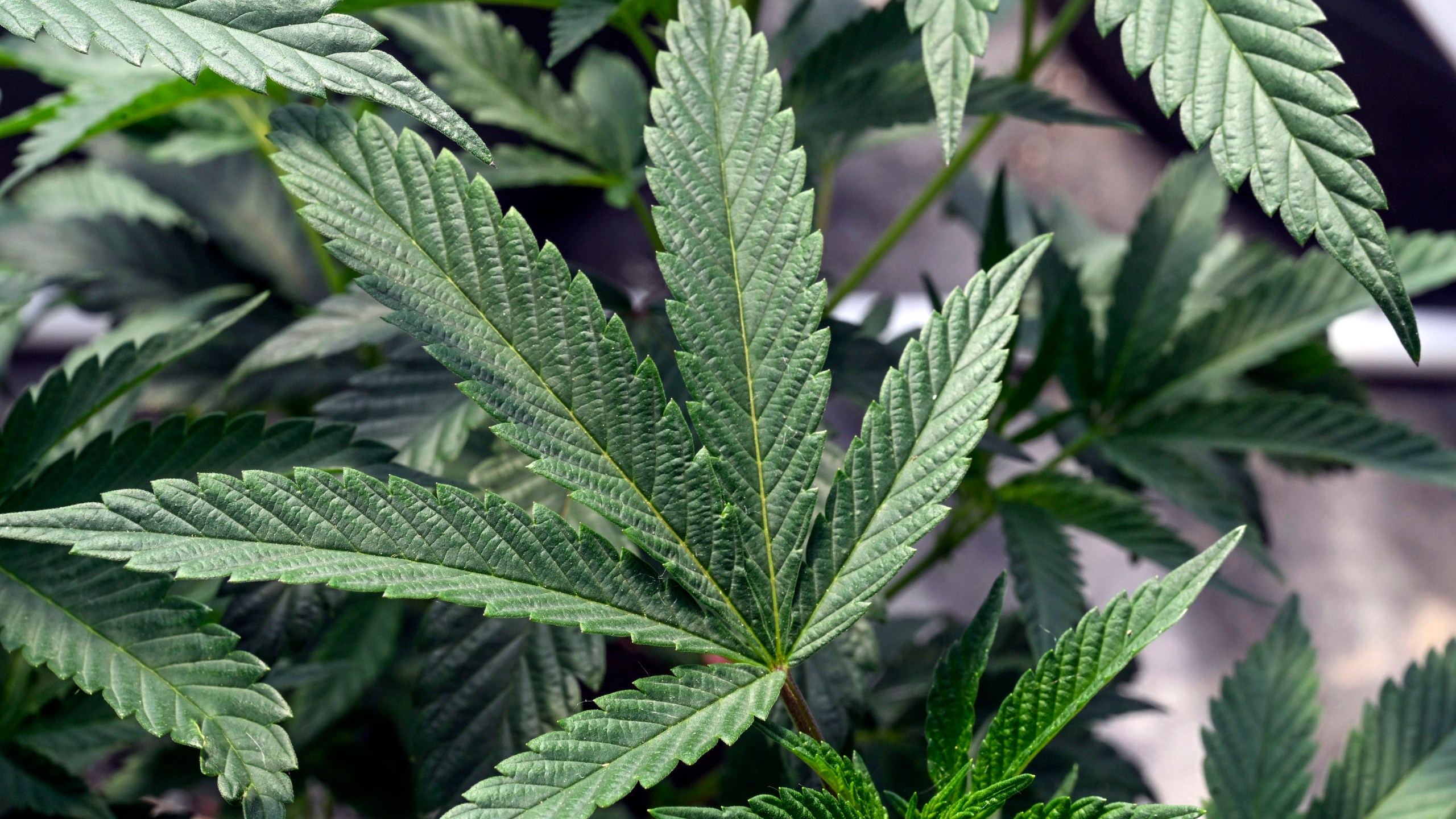 FILE - Marijuana plants are seen at a growing facility in Washington County, N.Y., May 12, 2023. The Health and Human Services Department has recommended removing marijuana from a category of drugs deemed to have “no currently accepted medical use and a high potential for abuse.” The agency advised moving pot from that “Schedule I” group to the less tightly regulated “Schedule III.” The decision is up to the Drug Enforcement Administration. (AP Photo/Hans Pennink, File)