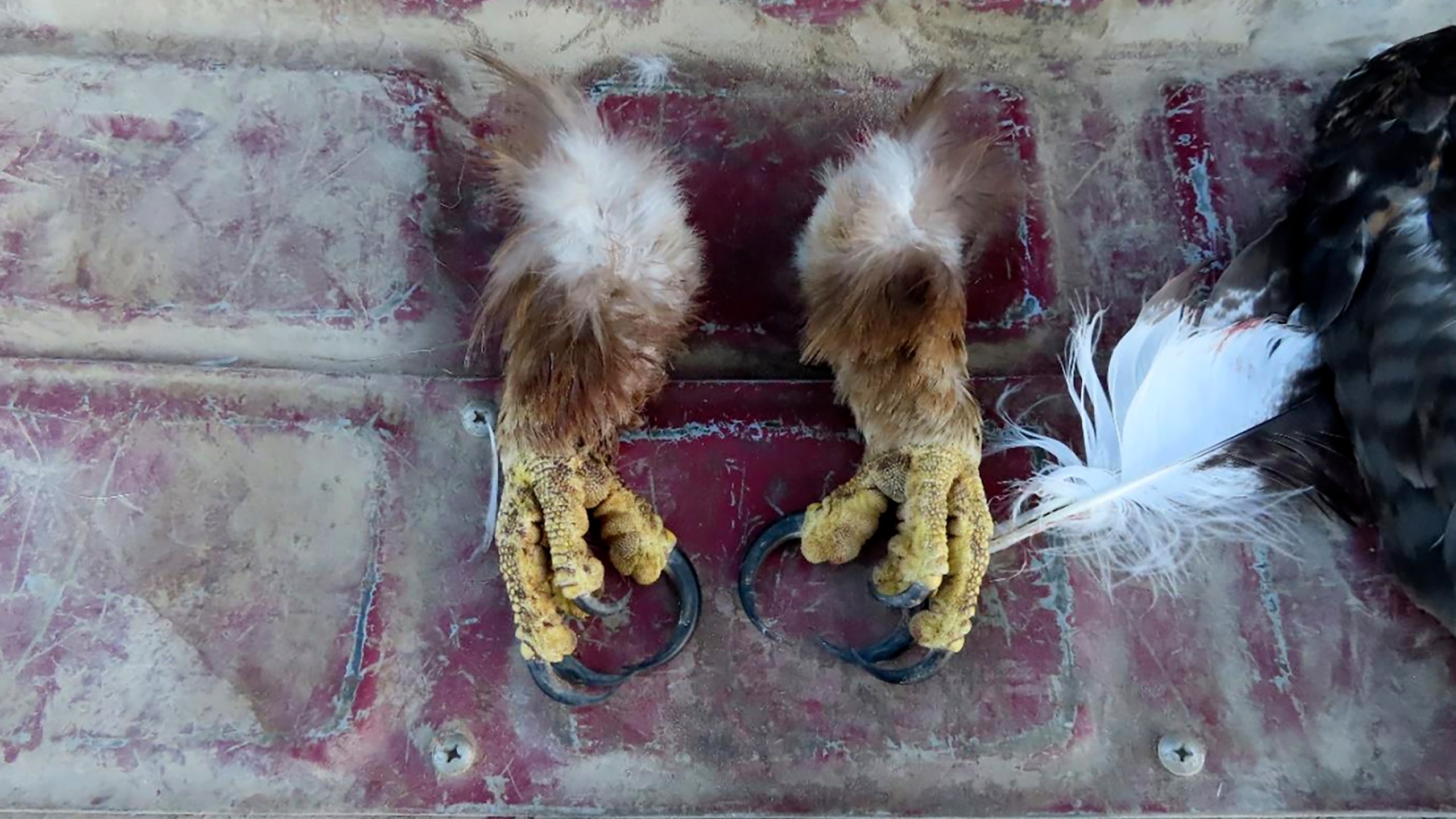 This image provided by the US Attorney for the District of Montana from a court document shows golden eagle feet that law enforcement officers recovered from the vehicle of a Washington state man charged with federal wildlife trafficking violations. The defendant is scheduled to plead guilty on March 20, 2024 in Missoula, Mont. in what prosecutors say was an illegal scheme to shoot eagles and sell their parts on the black market. (Courtesy of the US Attorney for the District of Montana via AP)