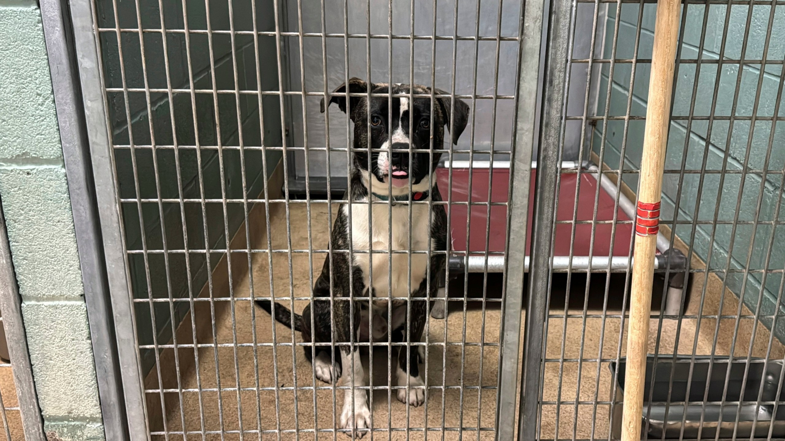 An abandoned dog sits in a kennel at Oakland Animal Services on Thursday, April 4, 2024, in Oakland, Calif. The city animal shelter has seen a surge in pets surrendered by tenants who can't find rentals that allow pets. A bill in California wants to make more rental housing available to tenants with pets. (AP Photo/Terry Chea)