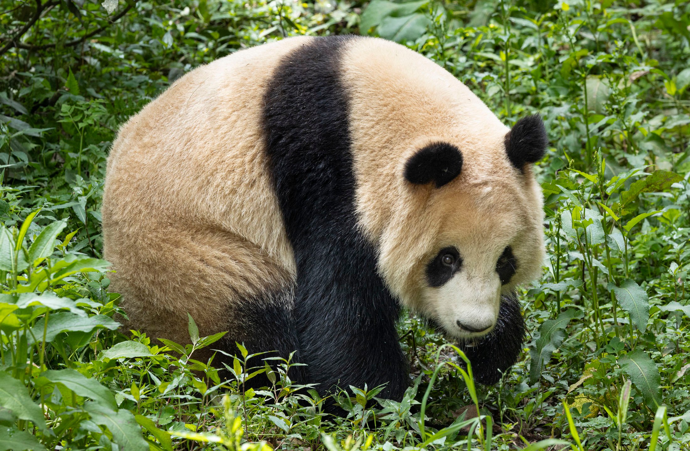 This photo released by the San Diego Zoo shows giant panda Xin Bao on Thursday, April 25, 2024, in the Sichuan province of China. A pair of giant pandas will soon make the journey from China to the U.S., where they will be cared for at the San Diego Zoo as part of an ongoing conservation partnership between the two nations, officials said Monday, April 29. (Ken Bohn/San Diego Zoo via AP)