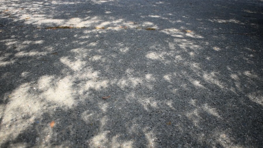 Silhouette's of the solar eclipse through the tree leaves.