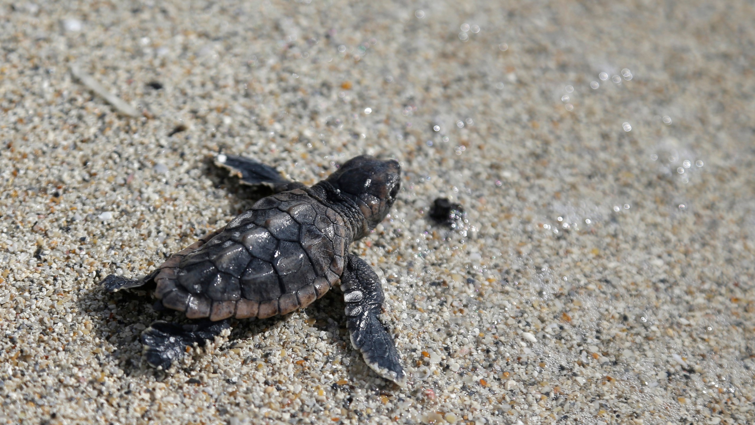 FILE - A loggerhead sea turtle hatchling makes its way into the ocean along Haulover Beach in Miami, July 9, 2013. In an effort to protect sea turtles, birds and other animals, Florida Gov. Ron DeSantis signed a bill which expands the state's current ban on releasing 10 or more balloons on Monday, June 24, 2024. (AP Photo/Lynne Sladky, File)