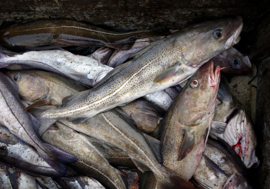 FILE - Cod fill a box on a trawler off the coast of Hampton Beach, N.H, April 23, 2016. On Wednesday, June 26, 2024, the Canadian government announced the end of the Newfoundland and Labrador cod moratorium, which gutted the Atlantic-coast province’s economy and transformed its small communities more than 30 years ago. (AP Photo/Robert F. Bukaty, File)