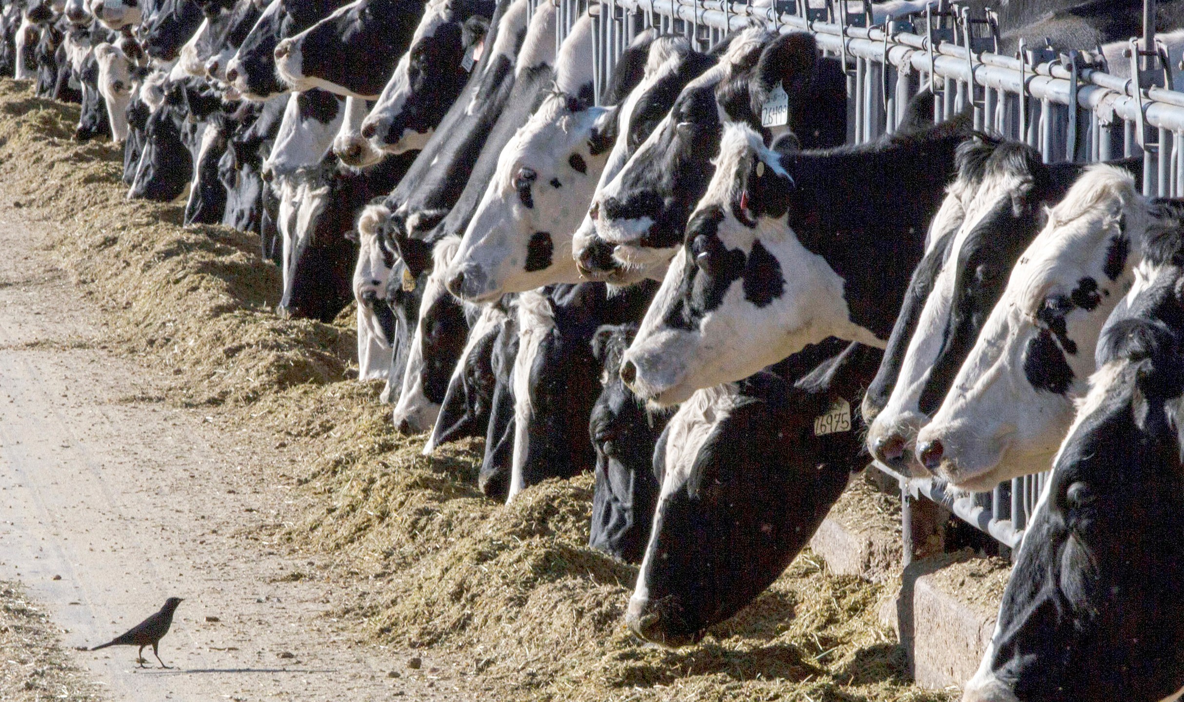 FILE - Dairy cattle feed at a farm in New Mexico on March 31, 2017. A fourth dairy worker in the U.S. has been infected with bird flu. On Wednesday, July 3, 2024, U.S. health officials said a fourth dairy worker has been infected with bird flu in the outbreak linked to U.S. dairy cows. The man, who worked on a Colorado farm where dairy cows tested positive for the virus, developed conjunctivitis or pink eye, Colorado health officials said. The worker received antiviral treatment and has recovered. (AP Photo/Rodrigo Abd, File)