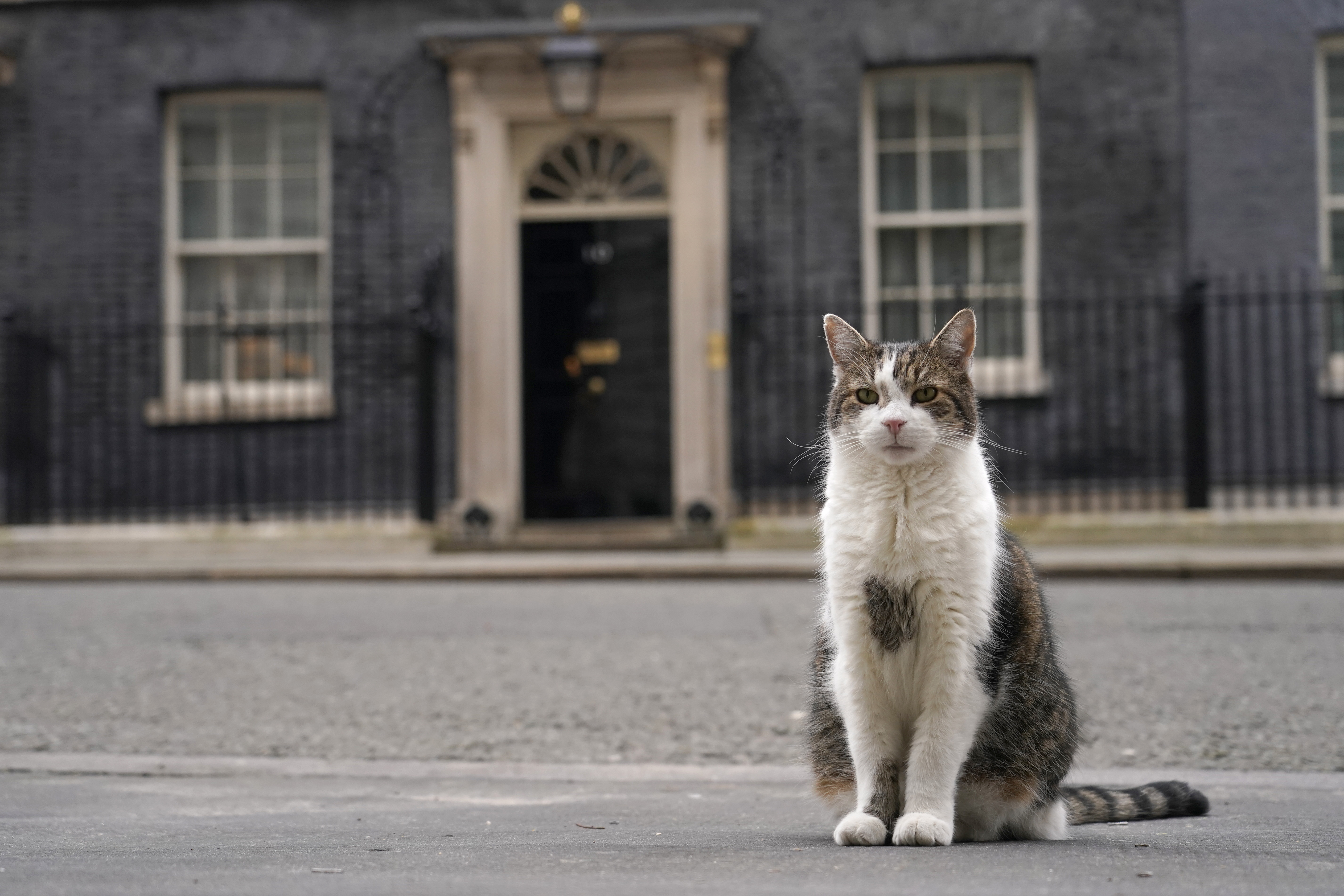 FILE - Larry the cat, Chief Mouser to the Cabinet Office poses for the cameras outside 10 Downing Street in London, Wednesday, March 13, 2024. After a few hours of sleep to shake off a night of celebration and an audience with the king, Keir Starmer will step through the front door of 10 Downing St. for the first time as prime minister on Friday, July 5, 2024. (AP Photo/Alberto Pezzali, File)