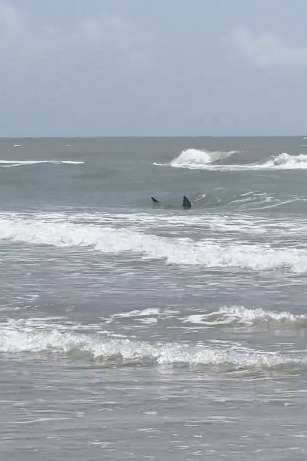 This image provided by Katie McMillan shows sharks near the shore on South Padre Island, Texas on Thursday, July 4, 2024. Shark attacks disrupted Fourth of July celebrations as two people were taken to the hospital with bites, at least one of them severe, authorities said. (Katie McMillan via AP)