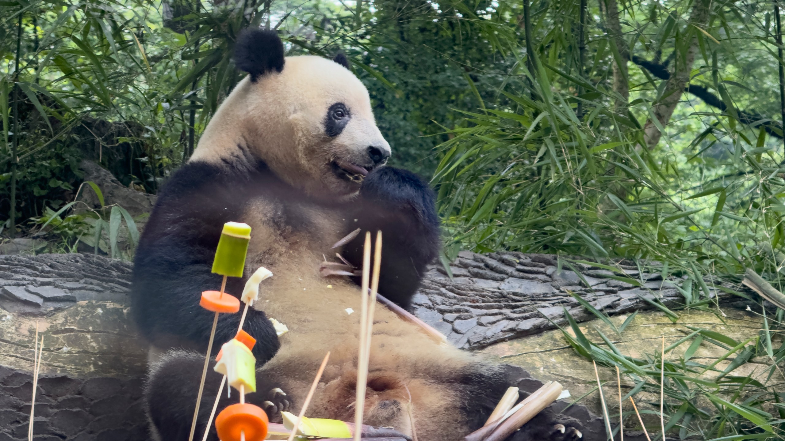 Female Giant Panda Xiang Xiang, born in Japan's Ueno Zoo in 2017 and returned to China in 2023 enjoys a birthday treat at the Bifengxia Panda Base of the China Conservation and Research Center for the Giant Panda in Ya'an, southwest China's Sichuan Province, Monday, June 12, 2024. (AP Photo/Caroline Chen)