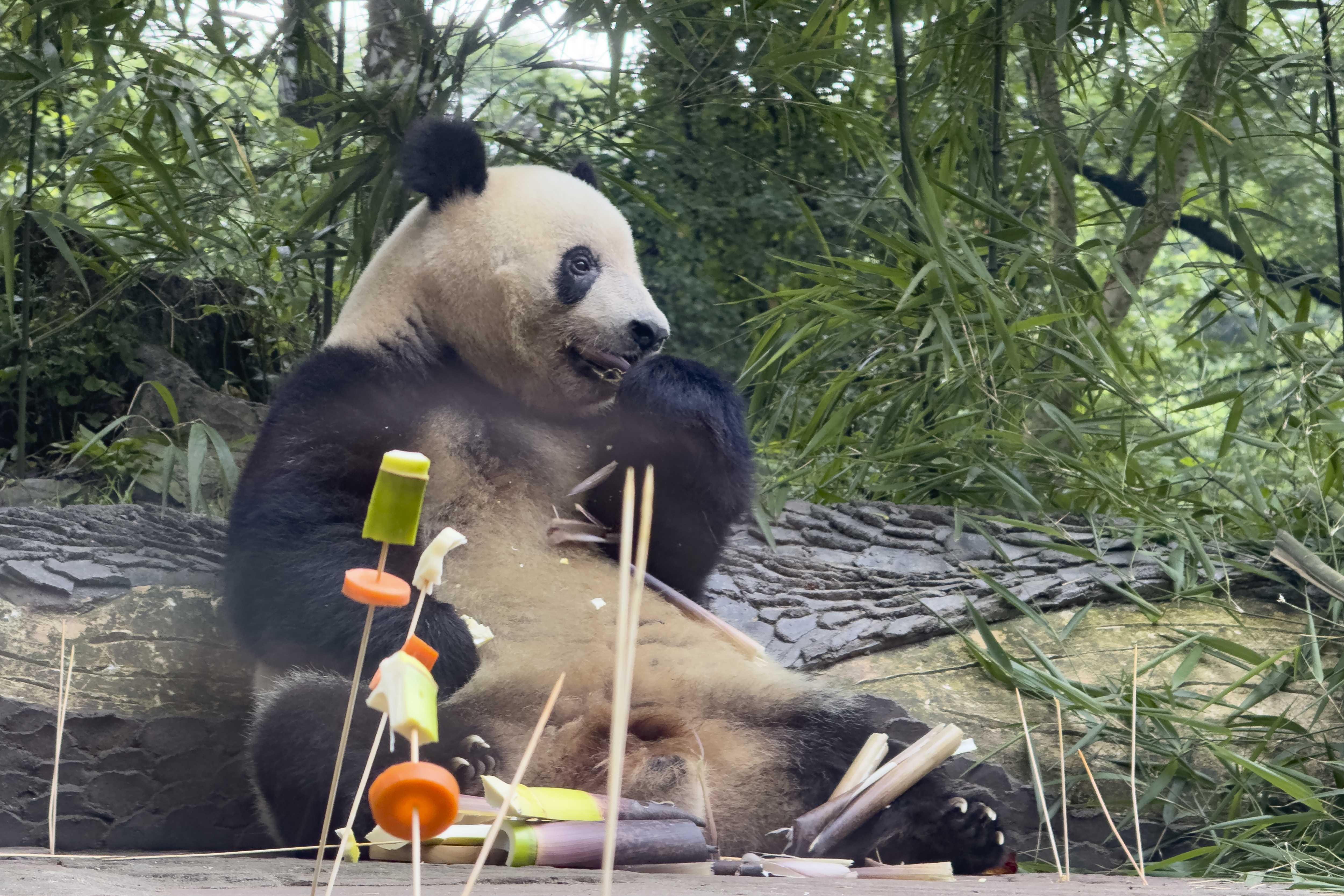 Female Giant Panda Xiang Xiang, born in Japan's Ueno Zoo in 2017 and returned to China in 2023 enjoys a birthday treat at the Bifengxia Panda Base of the China Conservation and Research Center for the Giant Panda in Ya'an, southwest China's Sichuan Province, Monday, June 12, 2024. (AP Photo/Caroline Chen)