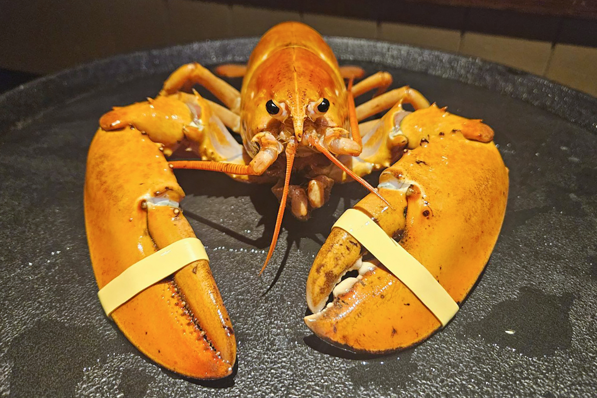 This photo provided by the Denver Downtown Aquarium shows Crush, a rare orange lobster, sent to the aquarium on Wednesday, July 17, 2024. Crush is named after the Denver Broncos Orange Crush defense from 1976 to 1986. (Meghan Bailey/Denver Downtown Aquarium via AP)