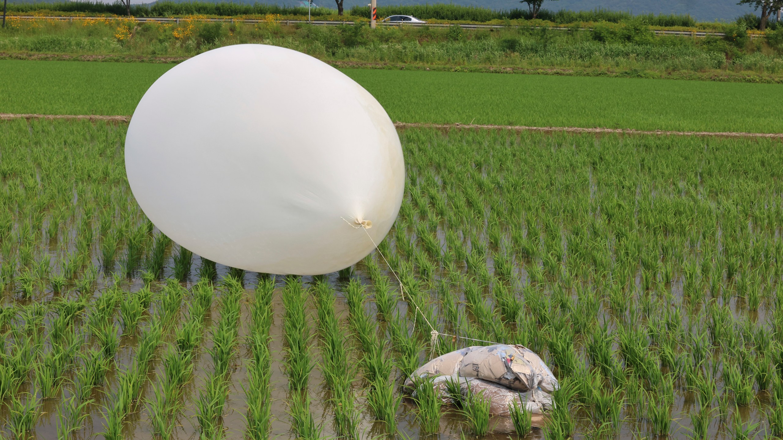 FILE - A balloon presumably sent by North Korea, is seen in a paddy field in Incheon, South Korea, on June 10, 2024. North Korea launched more balloons likely carrying rubbish toward South Korea on Sunday, July 21, two days after the South restarted blaring anti-Pyongyang propaganda broadcasts across the border in retaliation for the North’s repeated balloon campaigns, Seoul officials said.(Im Sun-suk/Yonhap via AP, File)