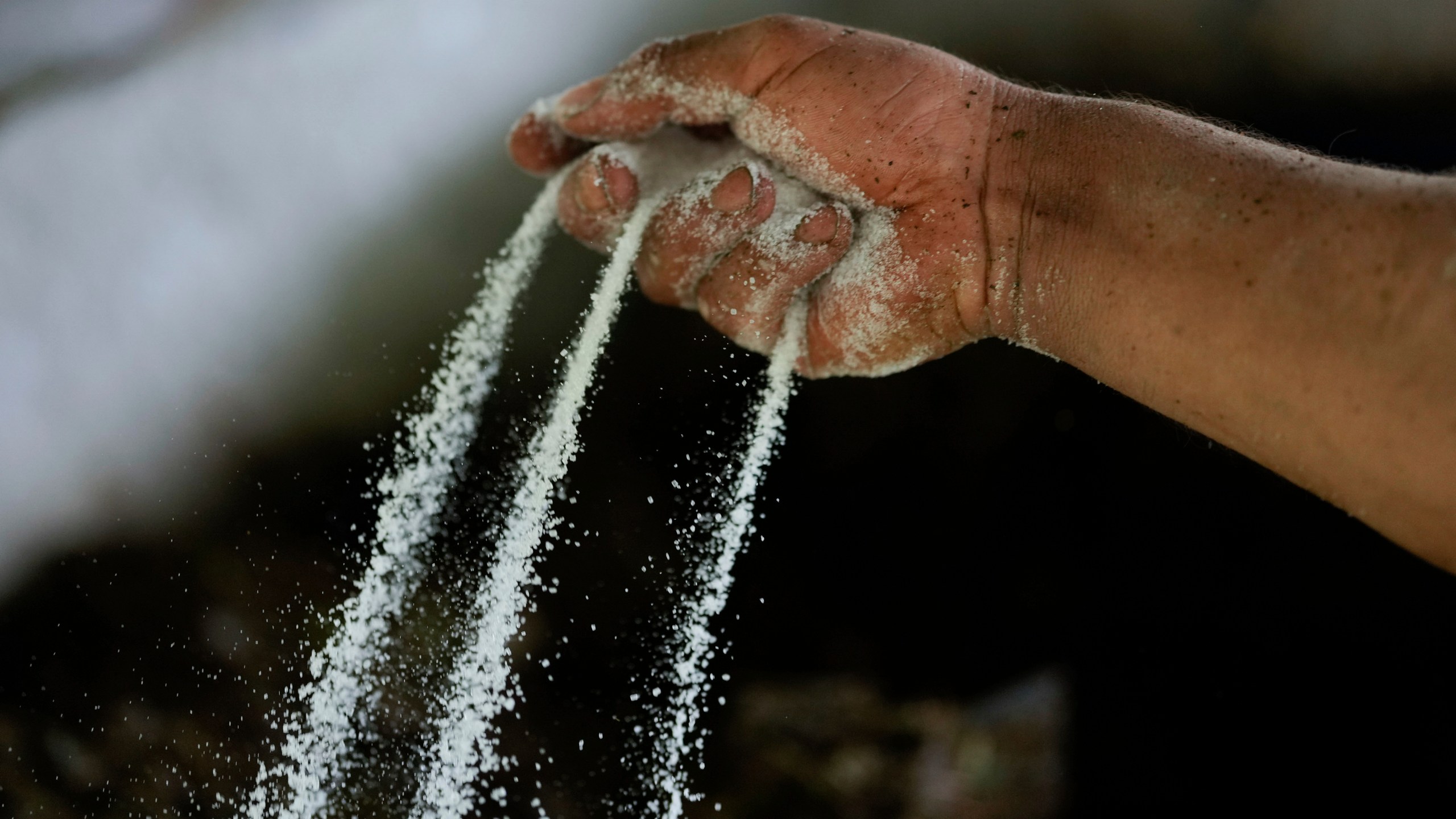 A farm laborer sprinkles powdered chemicals over mulched coca leaves as part of the process in making a coca base, in the hillsides of the Micay Canyon, southwestern Colombia, Tuesday, Aug. 13, 2024. The Micay Canyon connects the Andes Mountains and the Pacific Ocean, serving as a corridor for drug and weapons trafficking. (AP Photo/Fernando Vergara)