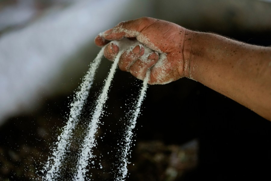 A farm laborer sprinkles powdered chemicals over mulched coca leaves as part of the process in making a coca base, in the hillsides of the Micay Canyon, southwestern Colombia, Tuesday, Aug. 13, 2024. The Micay Canyon connects the Andes Mountains and the Pacific Ocean, serving as a corridor for drug and weapons trafficking. (AP Photo/Fernando Vergara)