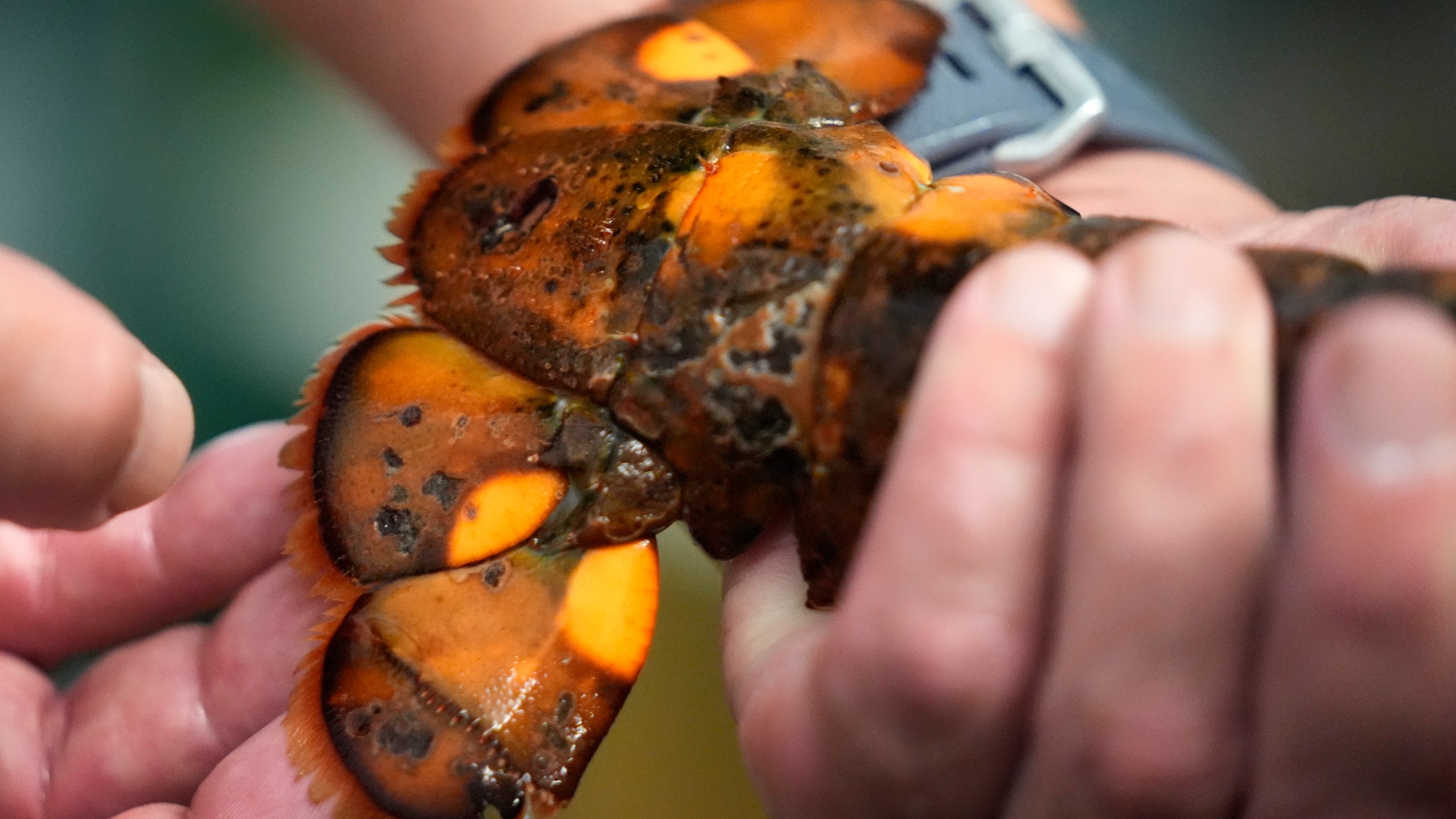 The tail of a calico lobster is inspected the University of New England, Thursday, Sept. 5, 2024, in Biddeford, Maine. (AP Photo/Robert F. Bukaty)