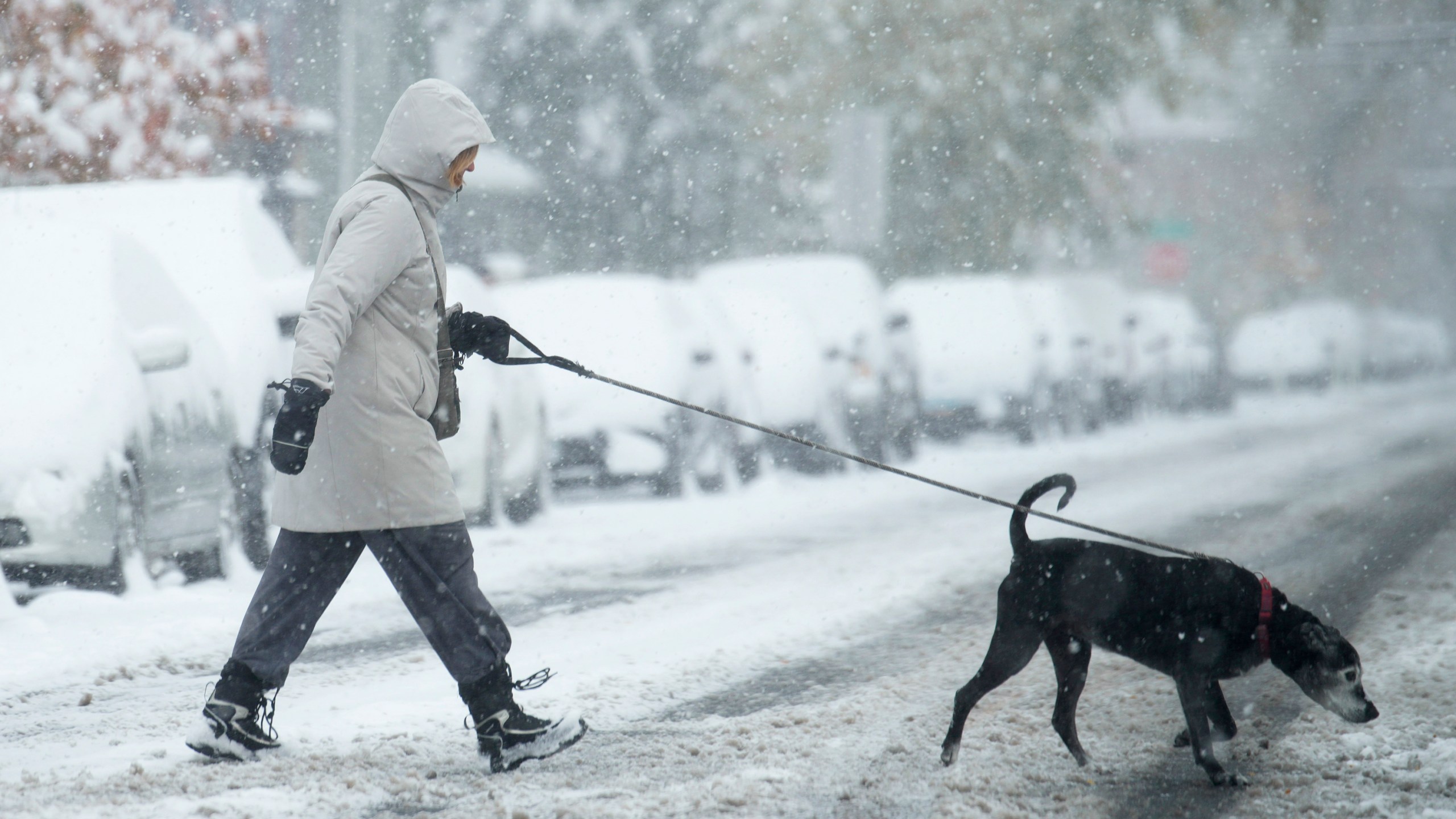 FILE - A woman walks a dog across the street in Denver on Oct. 29, 2023. (AP Photo/David Zalubowski, File)