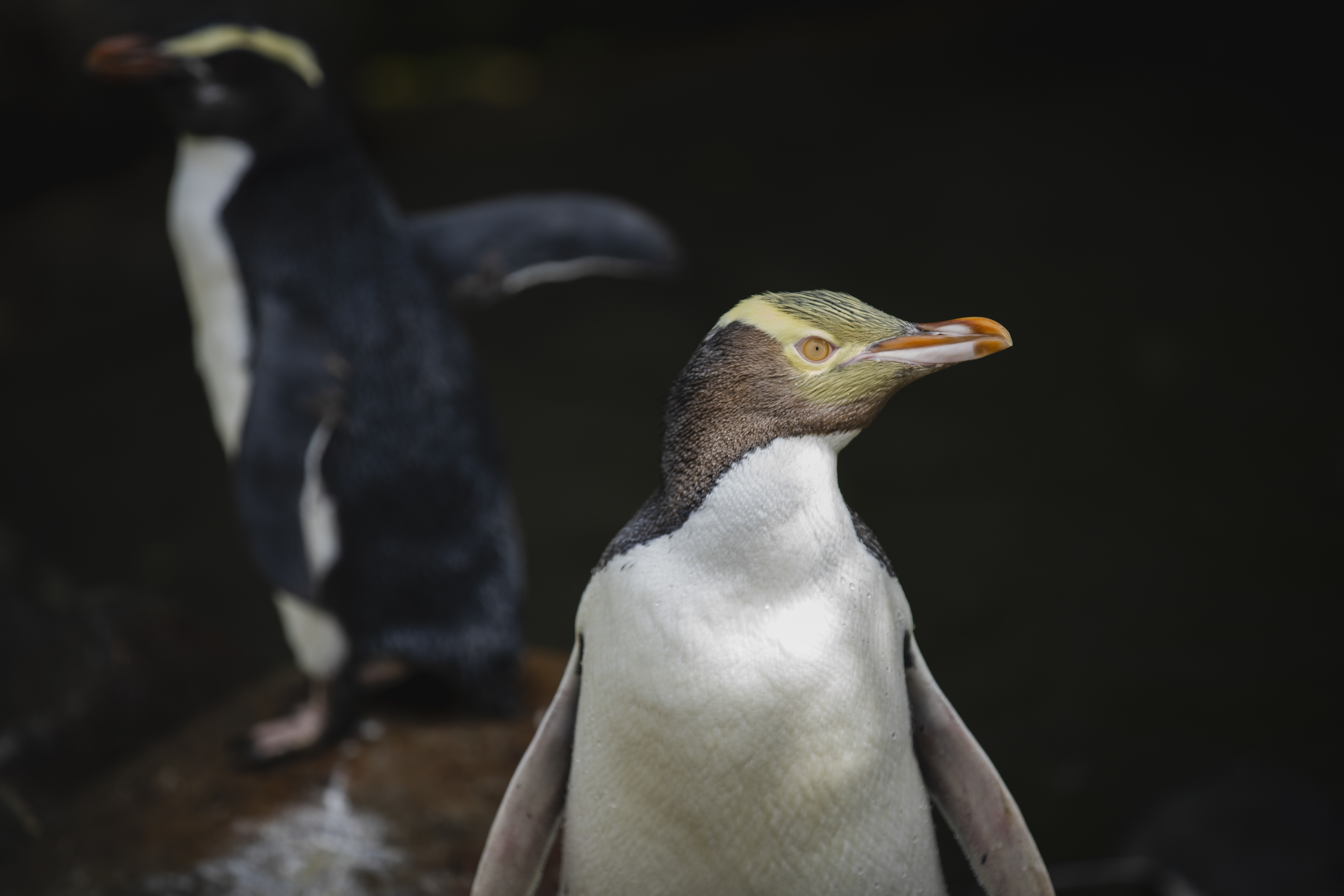 A hoiho or yellow-eyed penguin pictured on April 2, 2023, has won New Zealand's annual Bird of the Year vote, Monday, Sept. 16, 2024, after a fierce contest absent the foreign interference and controversies that have upset the country's avian elections before. (Hayden Parsons via AP)