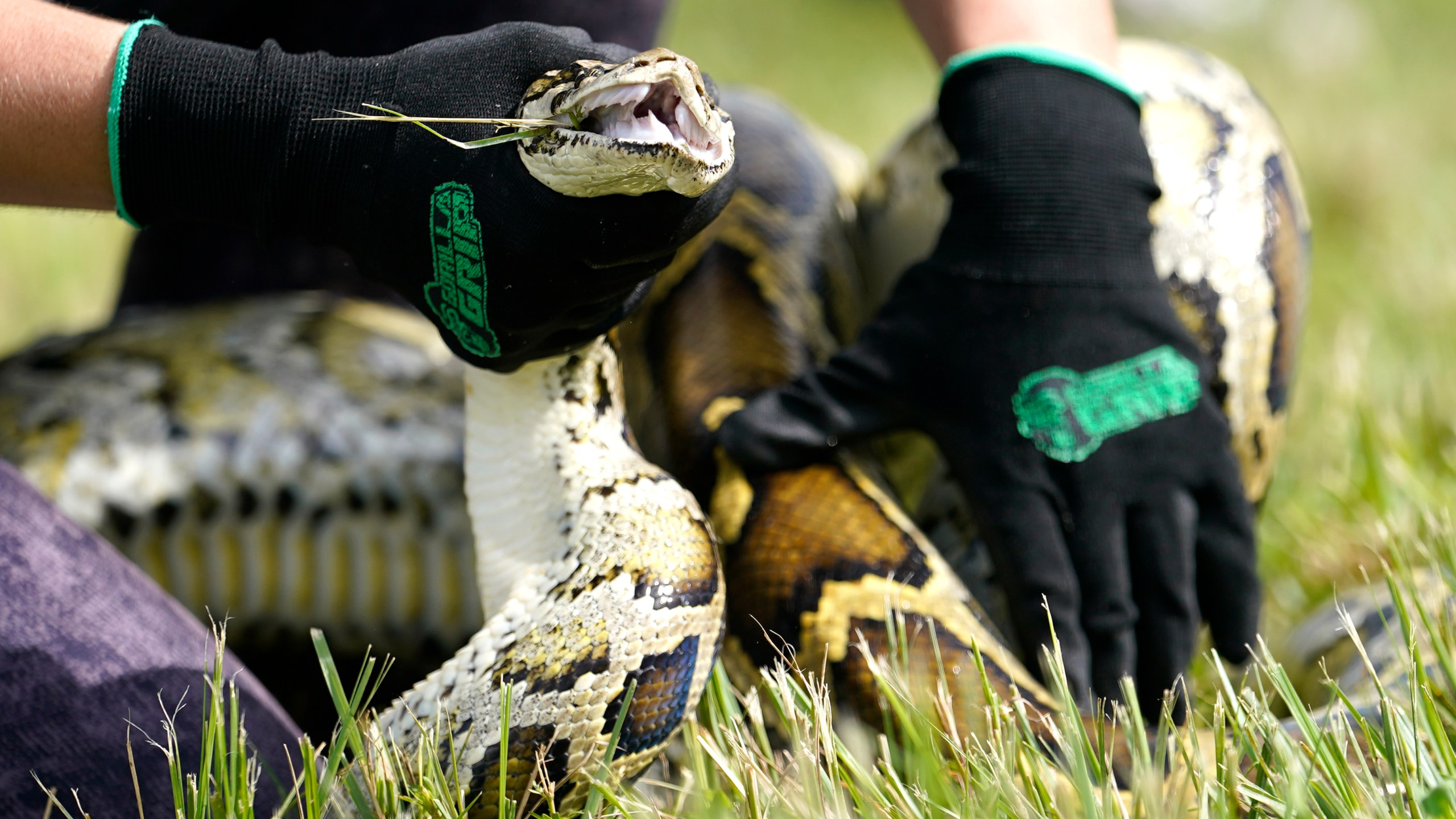 FILE - A Burmese python is held during a safe capture demonstration at a media event for the 2022 Florida Python Challenge, June 16, 2022, in Miami. (AP Photo/Lynne Sladky, File)