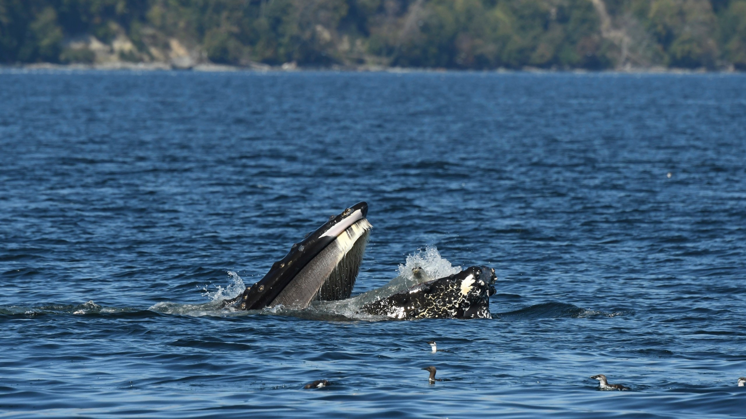 This photo provided by Blue Kingdom Whale and Wildfire Tours shows a seal in the mouth of a humpback whale on Thursday, Sept. 12, 2024, in the waters off of Anacortes, Wash. (Brooke Casanova/Blue Kingdom Whale and Wildfire Tours via AP)