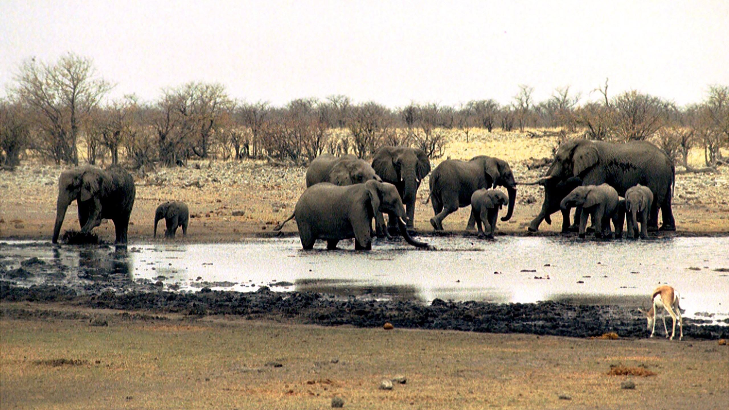 FILE — Elephants drink at a waterhole in Etosha National Park in Namibia on Sept. 23, 2004. (AP Photo/Werner Pillich, File)