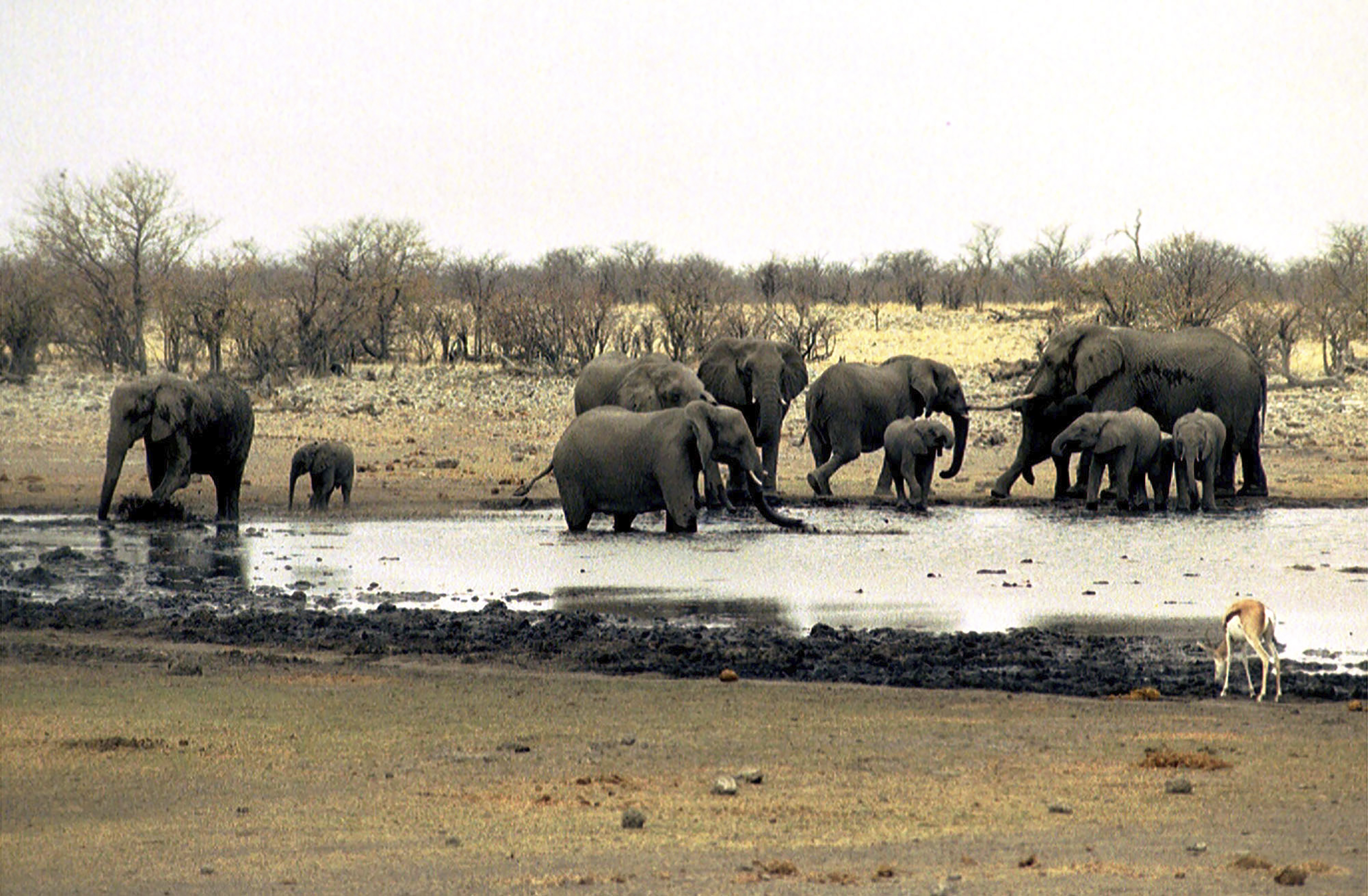 FILE — Elephants drink at a waterhole in Etosha National Park in Namibia on Sept. 23, 2004. (AP Photo/Werner Pillich, File)