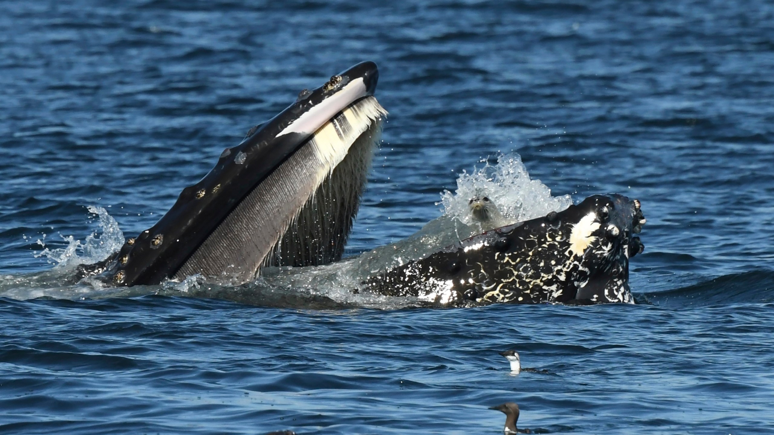 CORRECTS SPELLING OF SOURCE - This photo provided by Blue Kingdom Whale and Wildlife Tours shows a seal in the mouth of a humpback whale on Thursday, Sept. 12, 2024, in the waters off of Anacortes, Wash. (Brooke Casanova/Blue Kingdom Whale and Wildlife Tours via AP)