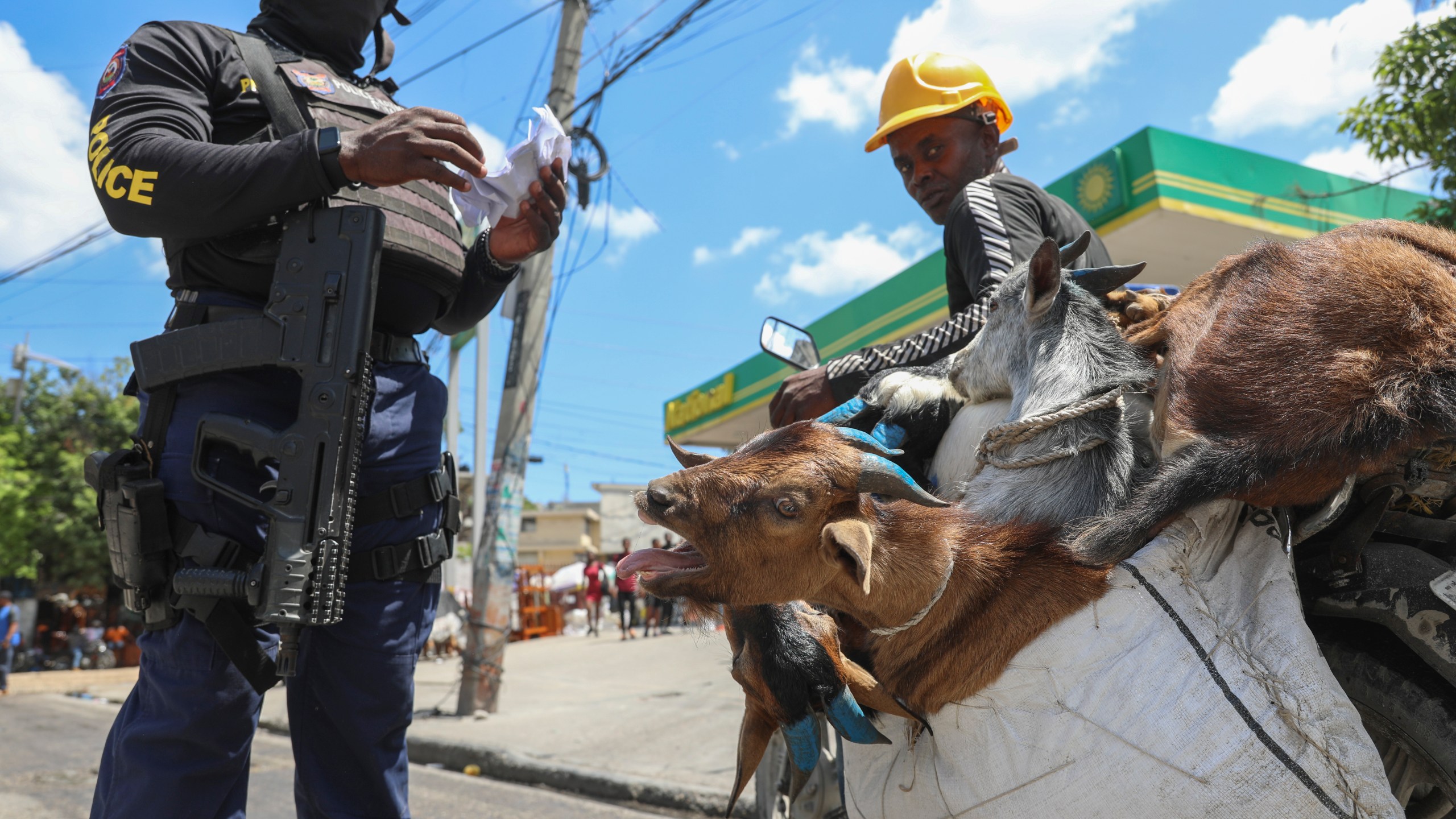 A police officer checks the receipt that shows the purchase of goats being transported on the back of a motorcycle in Port-au-Prince, Haiti, Friday, Sept. 13, 2024. (AP Photo/Odelyn Joseph)