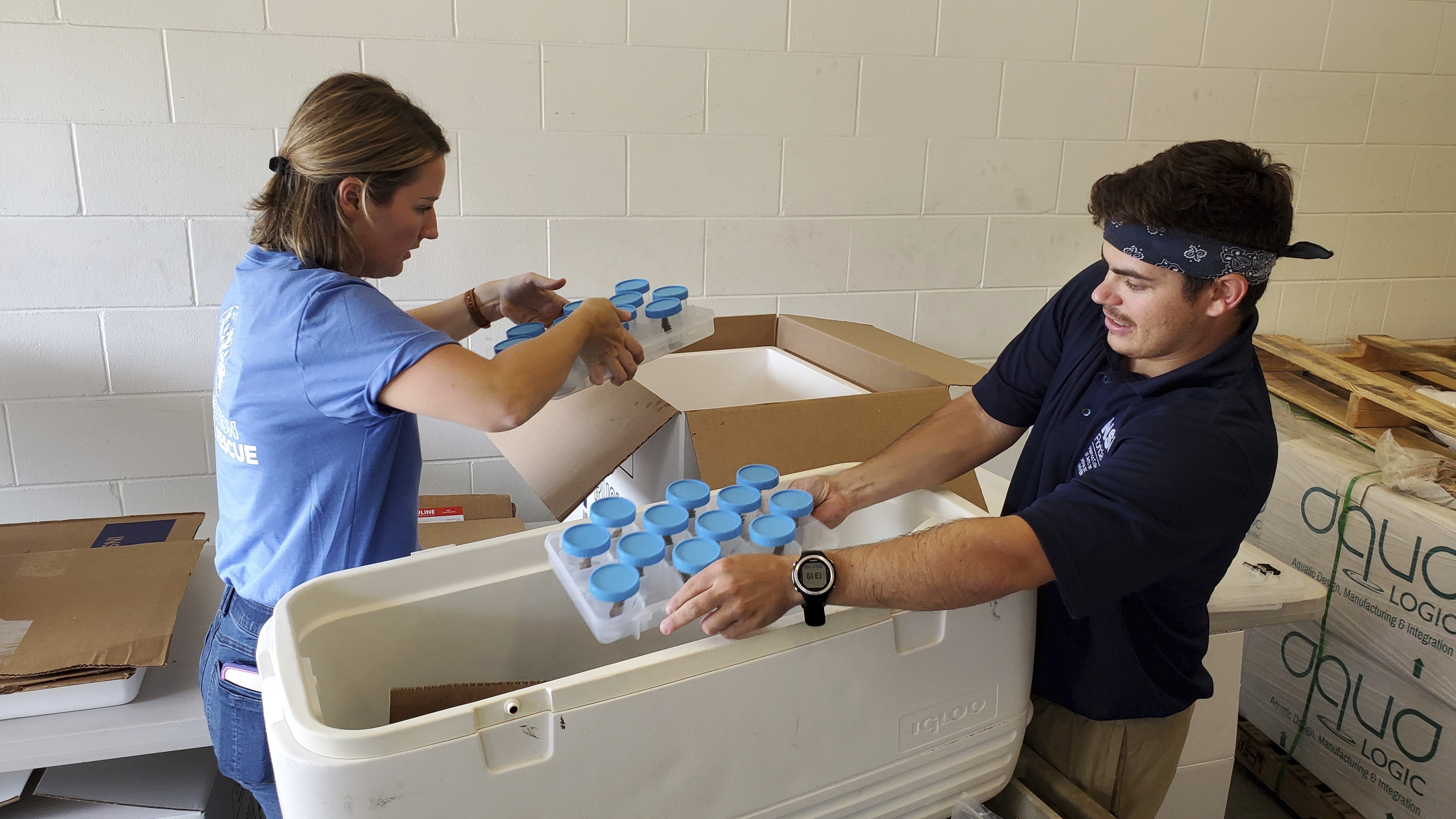 Texas A&M University-Corpus Christi researcher Keisha Bahr and Nova Southeastern University researcher Shane Wever prepare live corals for transport at the NSU’s Oceanographic Campus in Dania Beach, Fla., Sept. 18, 2024. (AP Photo/David Fischer)