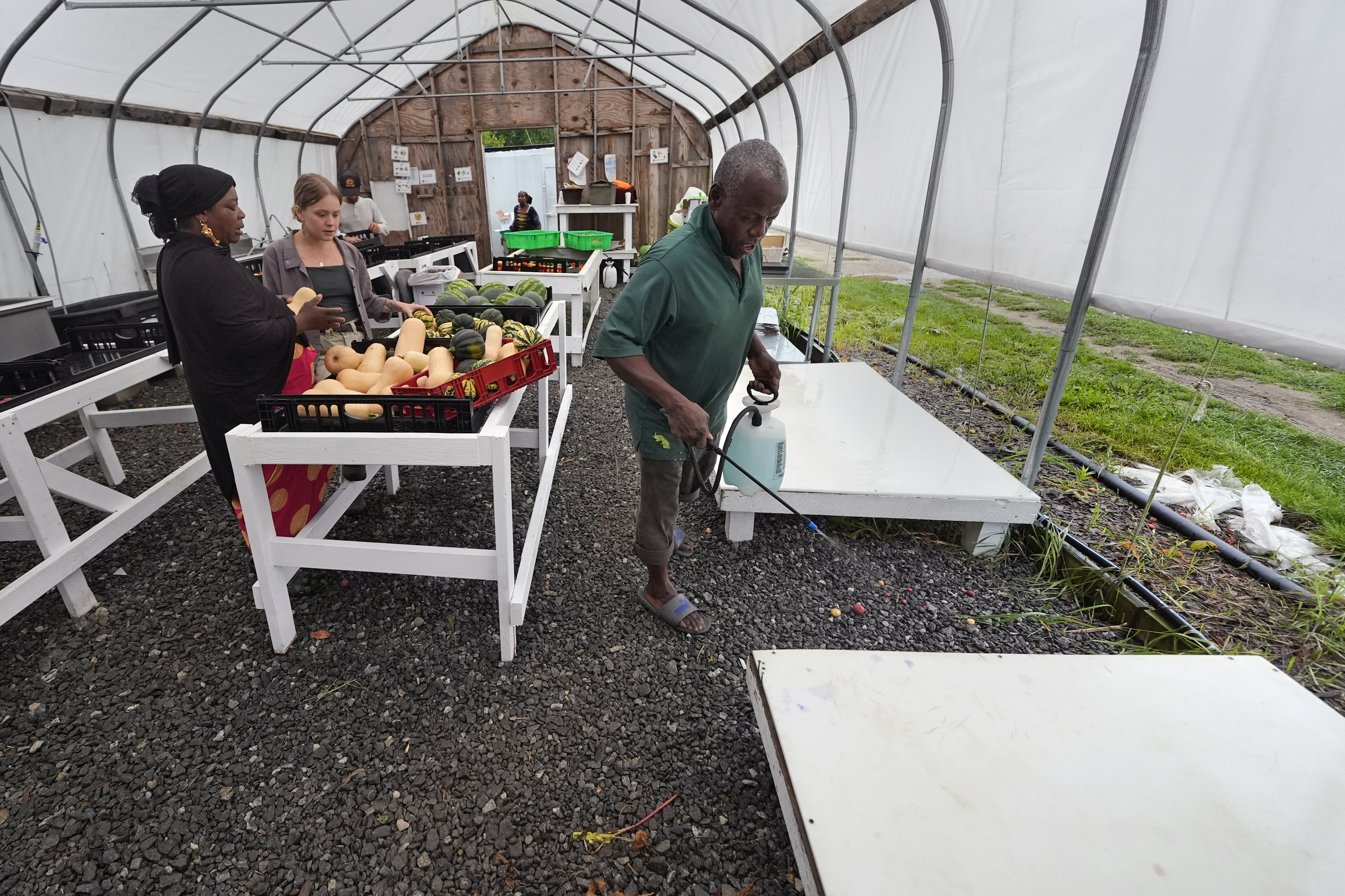 A packing platform is sanitized as harvested vegetables begin to arrive at a processing greenhouse at Fresh Start Farm, Aug. 19, 2024, in Dunbarton, N.H. (AP Photo/Charles Krupa)