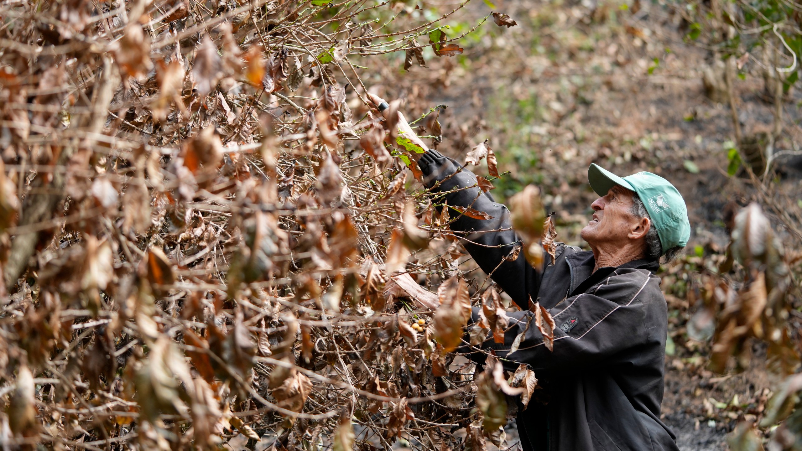 Coffee producer Joao Rodrigues Martins inspects his plantation consumed by wildfires in a rural area of Caconde, Sao Paulo state, Brazil, Wednesday, Sept. 18, 2024. (AP Photo/Andre Penner)