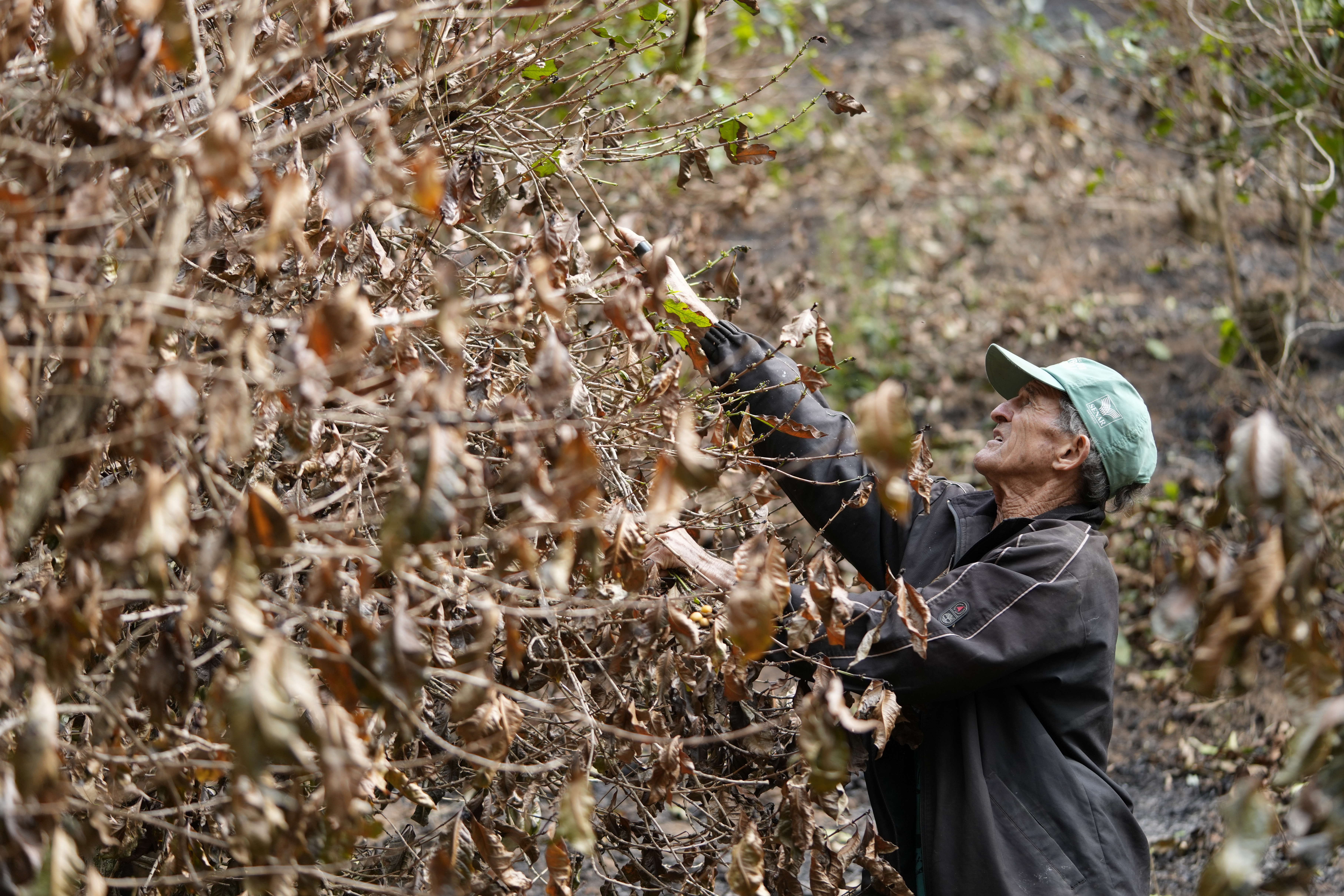 Coffee producer Joao Rodrigues Martins inspects his plantation consumed by wildfires in a rural area of Caconde, Sao Paulo state, Brazil, Wednesday, Sept. 18, 2024. (AP Photo/Andre Penner)