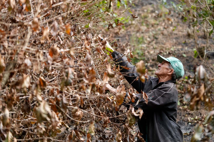 Coffee producer Joao Rodrigues Martins inspects his plantation consumed by wildfires in a rural area of Caconde, Sao Paulo state, Brazil, Wednesday, Sept. 18, 2024. (AP Photo/Andre Penner)