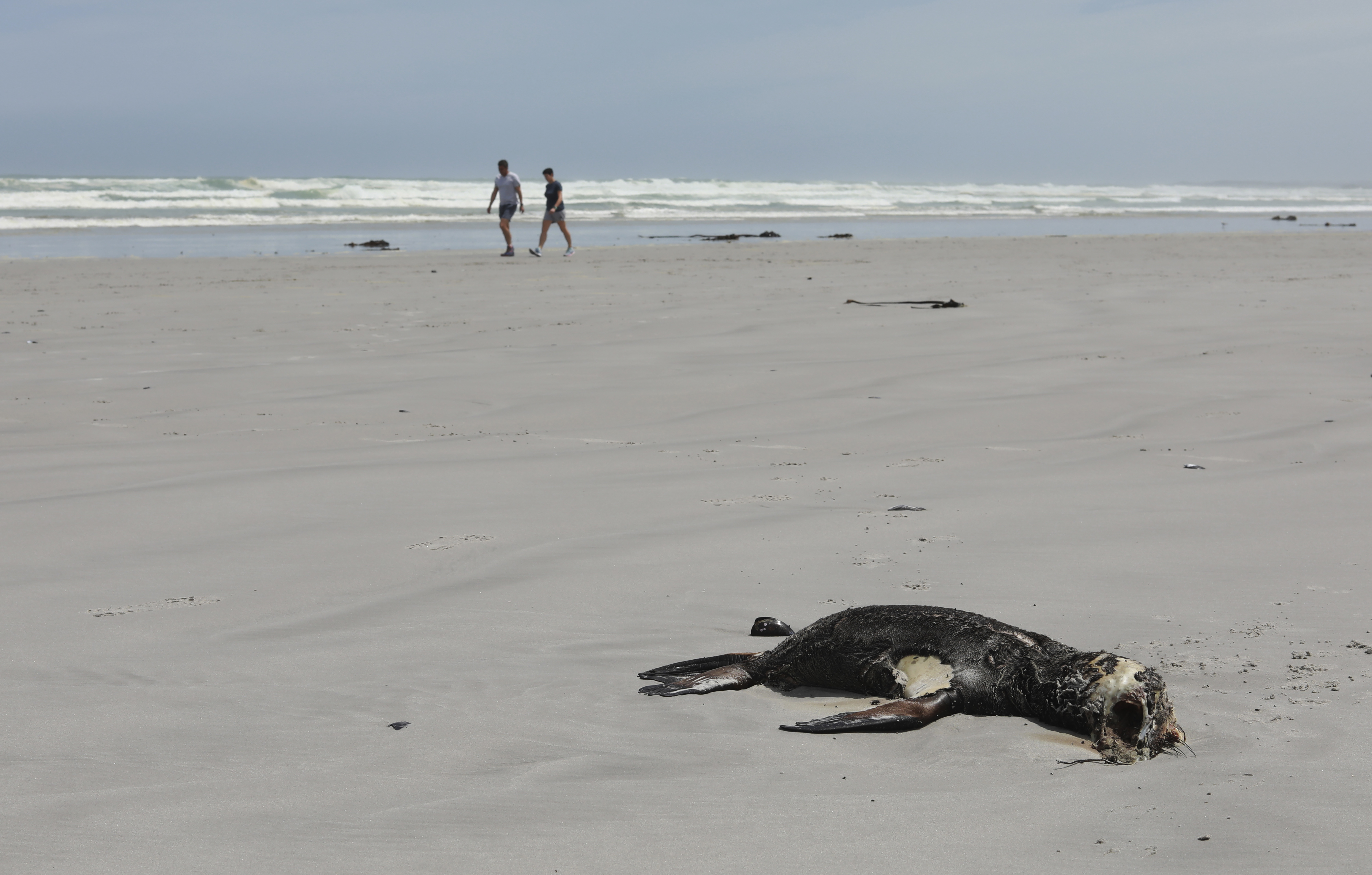 FILE — People walk past a dead Cape fur seal on Melkbosstrand beach near Cape Town, South Africa, Friday, Nov. 5, 2021. (AP Photo/Nardus Engelbrecht/File)