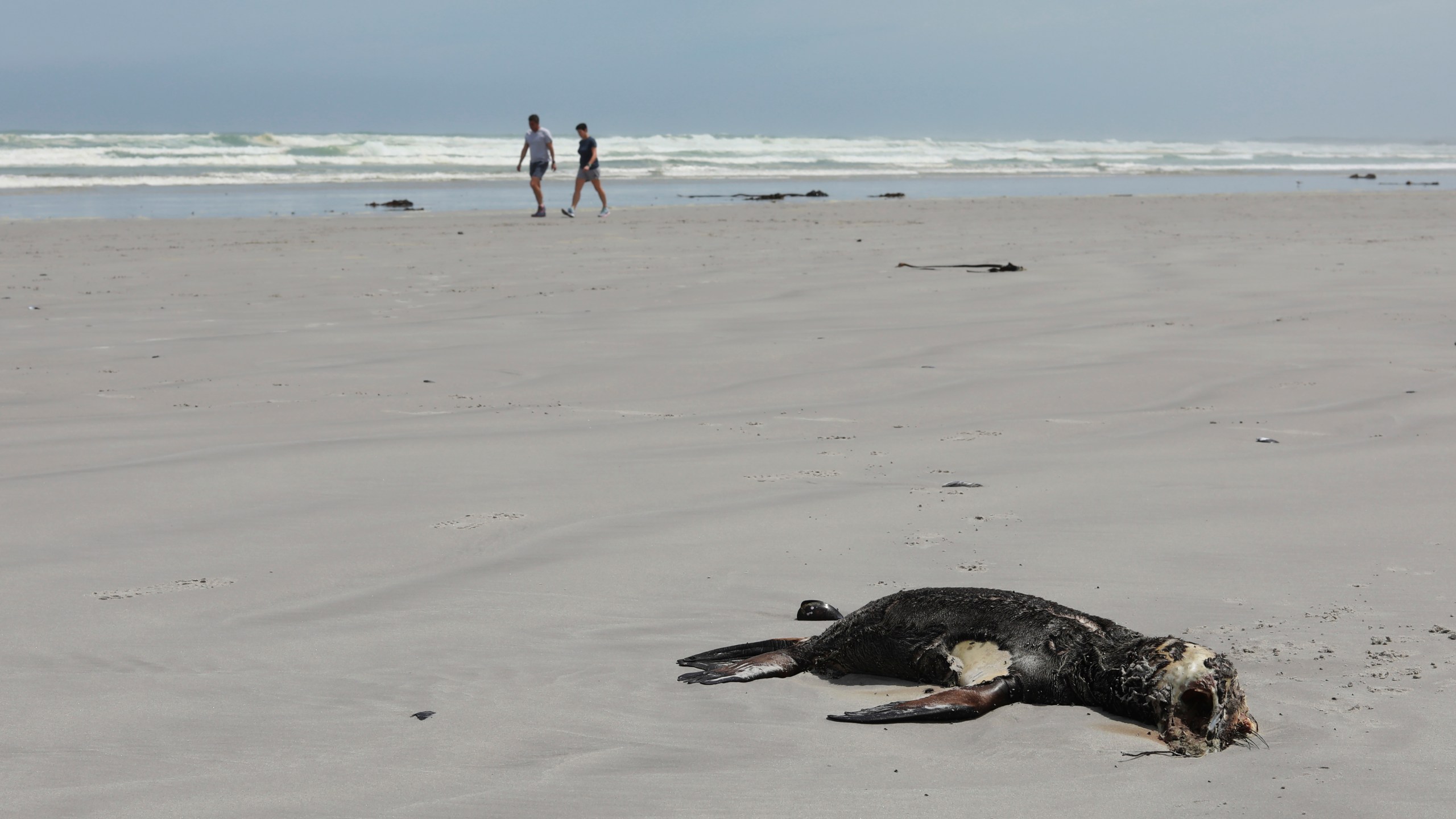 FILE — People walk past a dead Cape fur seal on Melkbosstrand beach near Cape Town, South Africa, Friday, Nov. 5, 2021. (AP Photo/Nardus Engelbrecht/File)