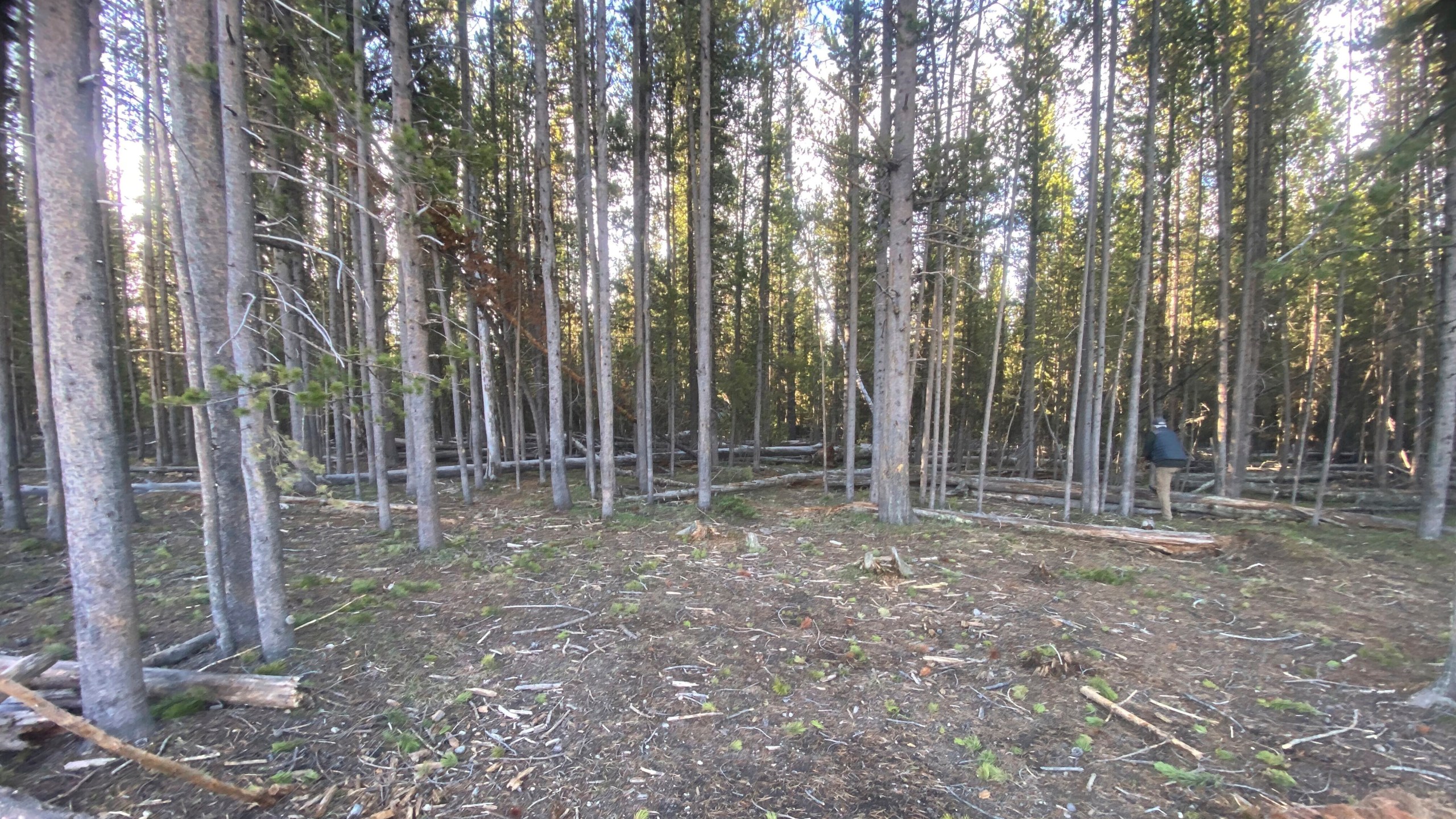 This photograph provided by Susanne Anguiano shows the wooded area where her cat Rayne Beau disappeared during a camping trip to Yellowstone National Park in June 2024. Rayne Beau ran away from Anguiano's camper and his owners were unable to find him. Two months and nearly 900 miles later, the cat was found back in California and was reunited with his family. (Susanne Anguiano via AP)