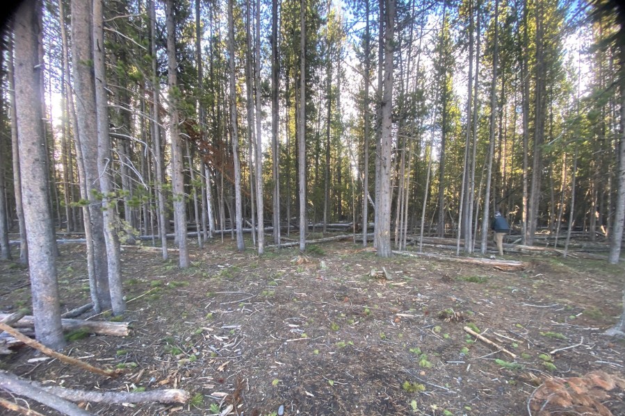 This photograph provided by Susanne Anguiano shows the wooded area where her cat Rayne Beau disappeared during a camping trip to Yellowstone National Park in June 2024. Rayne Beau ran away from Anguiano's camper and his owners were unable to find him. Two months and nearly 900 miles later, the cat was found back in California and was reunited with his family. (Susanne Anguiano via AP)