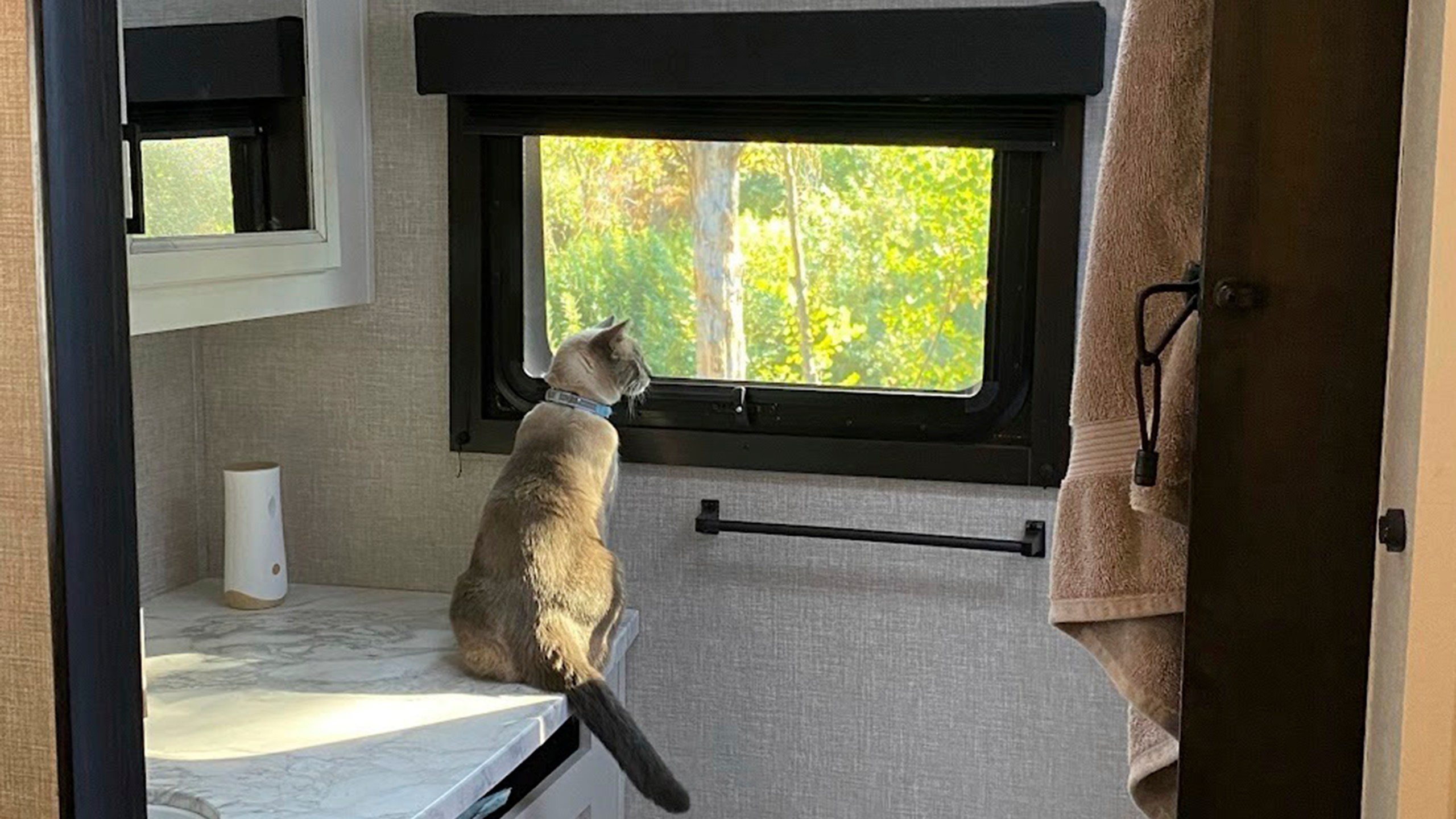 This photograph provided by Susanne Anguiano shows her cat Rayne Beau looking out the window of a camper in July 2023. During a road trip to Yellowstone National Park in June, 2024, Rayne Beau ran away from Anguiano's camper and his owners were unable to find him. Two months and nearly 900 miles later, the cat was found back in California and was reunited with his family. (Susanne Anguiano via AP)