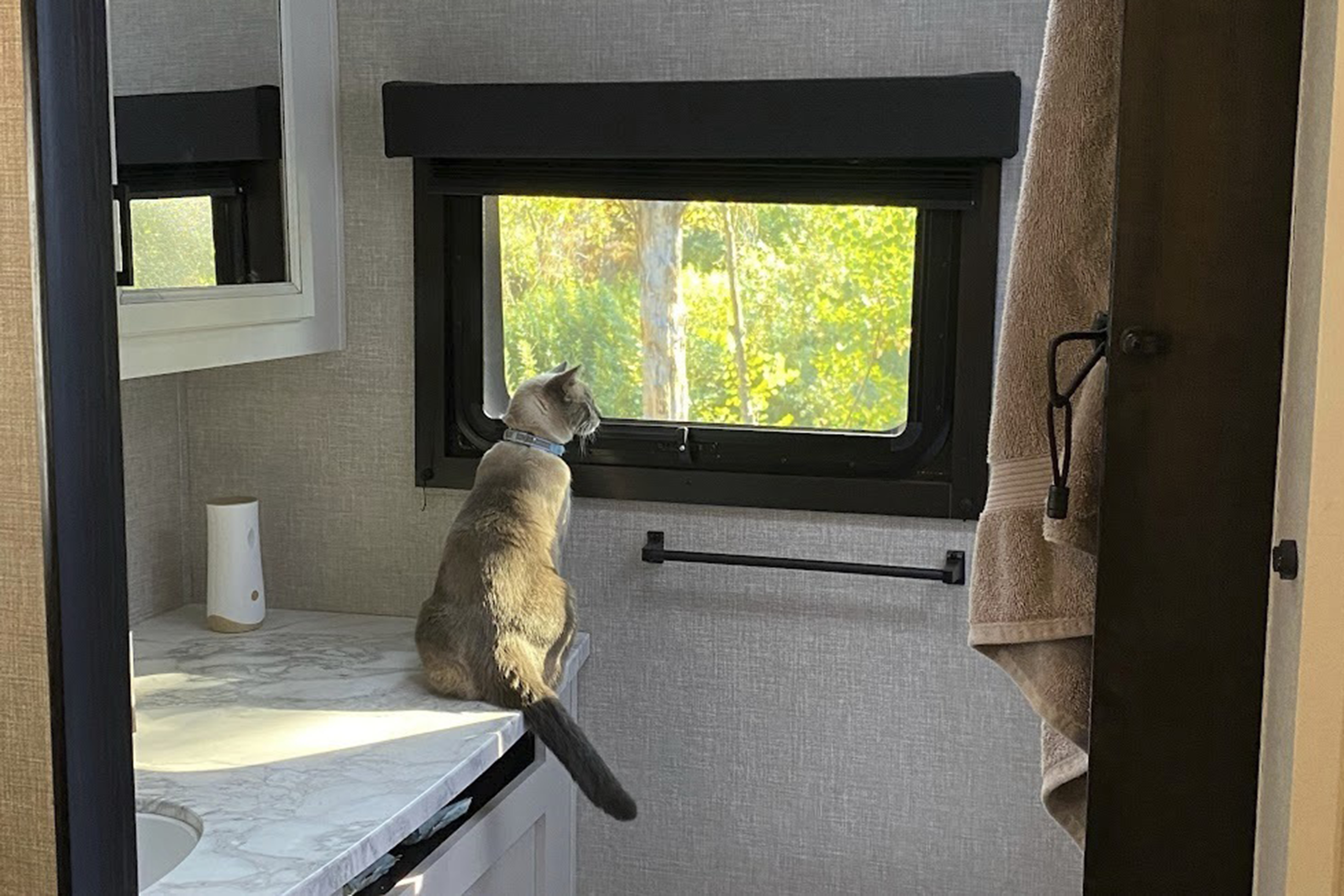 This photograph provided by Susanne Anguiano shows her cat Rayne Beau looking out the window of a camper in July 2023. During a road trip to Yellowstone National Park in June, 2024, Rayne Beau ran away from Anguiano's camper and his owners were unable to find him. Two months and nearly 900 miles later, the cat was found back in California and was reunited with his family. (Susanne Anguiano via AP)