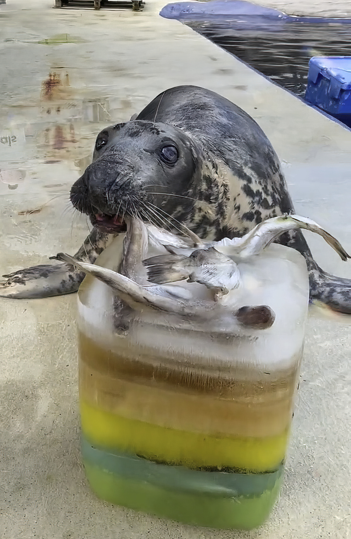 In this image taken in Sept. 2023 and made available by Cornish Seal Sanctuary shows Sheba the seal on her 49th birthday at the Cornish Seal Sanctuary in Gweek, south west England. (Barry Williams/Cornish Seal Sanctuary via AP)