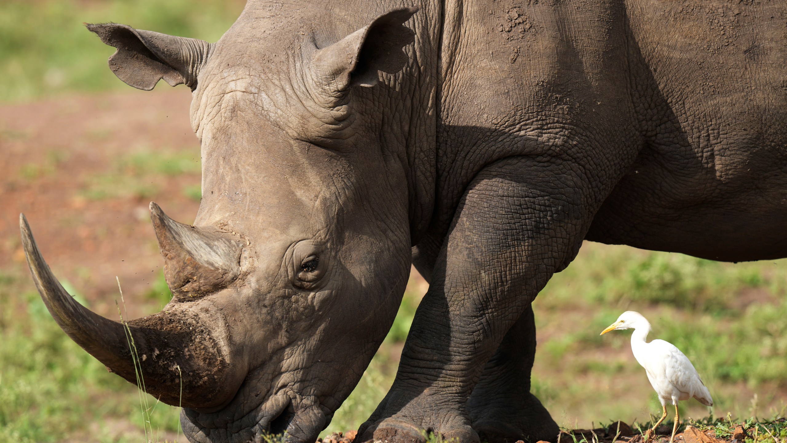 FILE - A black rhino, on the Red List of Threatened Species according to IUCN (International Union for Conservation of Nature), eats grass at Nairobi National Park, on the outskirts of Nairobi, on Wednesday, Jan. 31, 2024 in Nairobi, Kenya. (AP Photo/Brian Inganga, File)