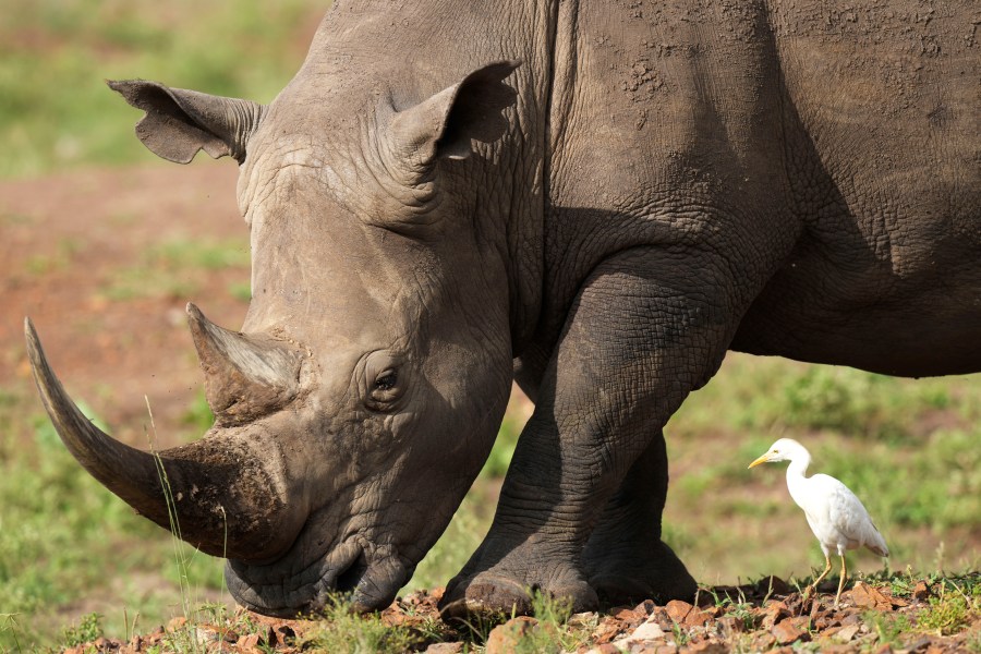 FILE - A black rhino, on the Red List of Threatened Species according to IUCN (International Union for Conservation of Nature), eats grass at Nairobi National Park, on the outskirts of Nairobi, on Wednesday, Jan. 31, 2024 in Nairobi, Kenya. (AP Photo/Brian Inganga, File)