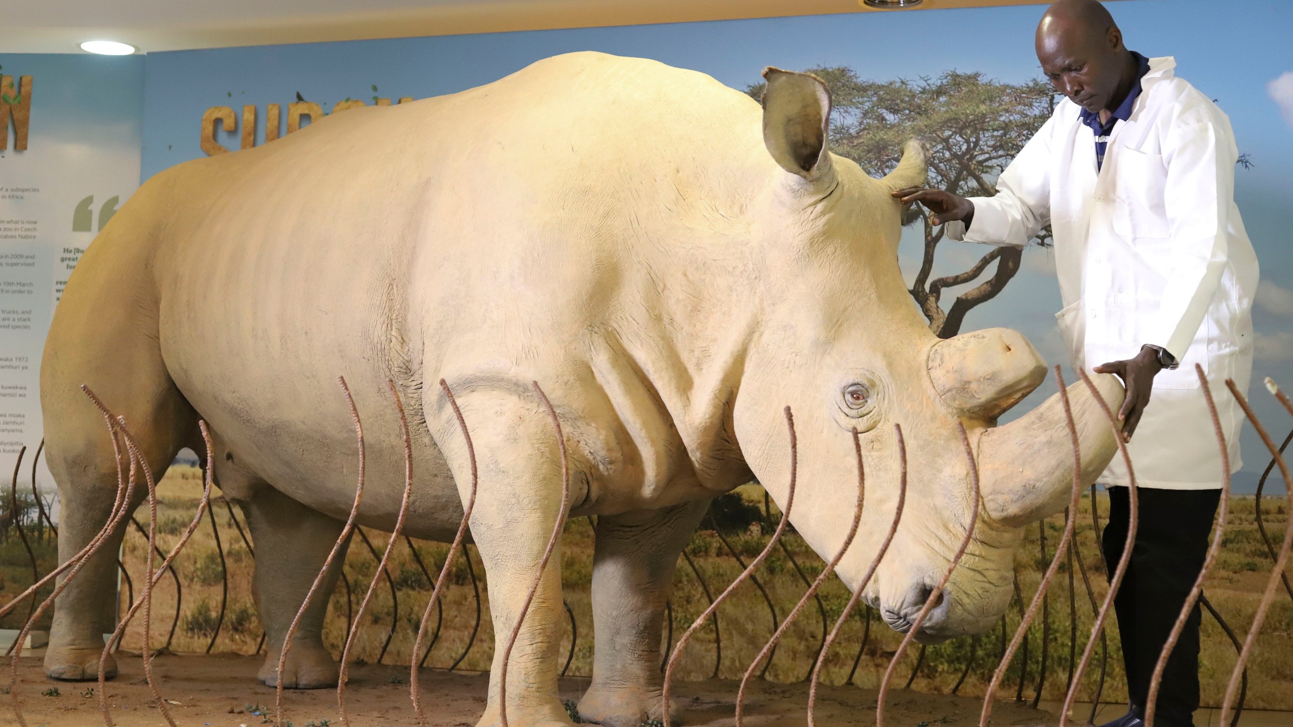 National Museums of Kenya research scientist Bernard Agwanda, inspects the taxidermy of last male northern white rhino, known as 'Sudan' at National Museums of Kenya, on the outskirts of Nairobi, Kenya, Wednesday, Sept. 18, 2024. (AP Photo/Andrew Kasuku)