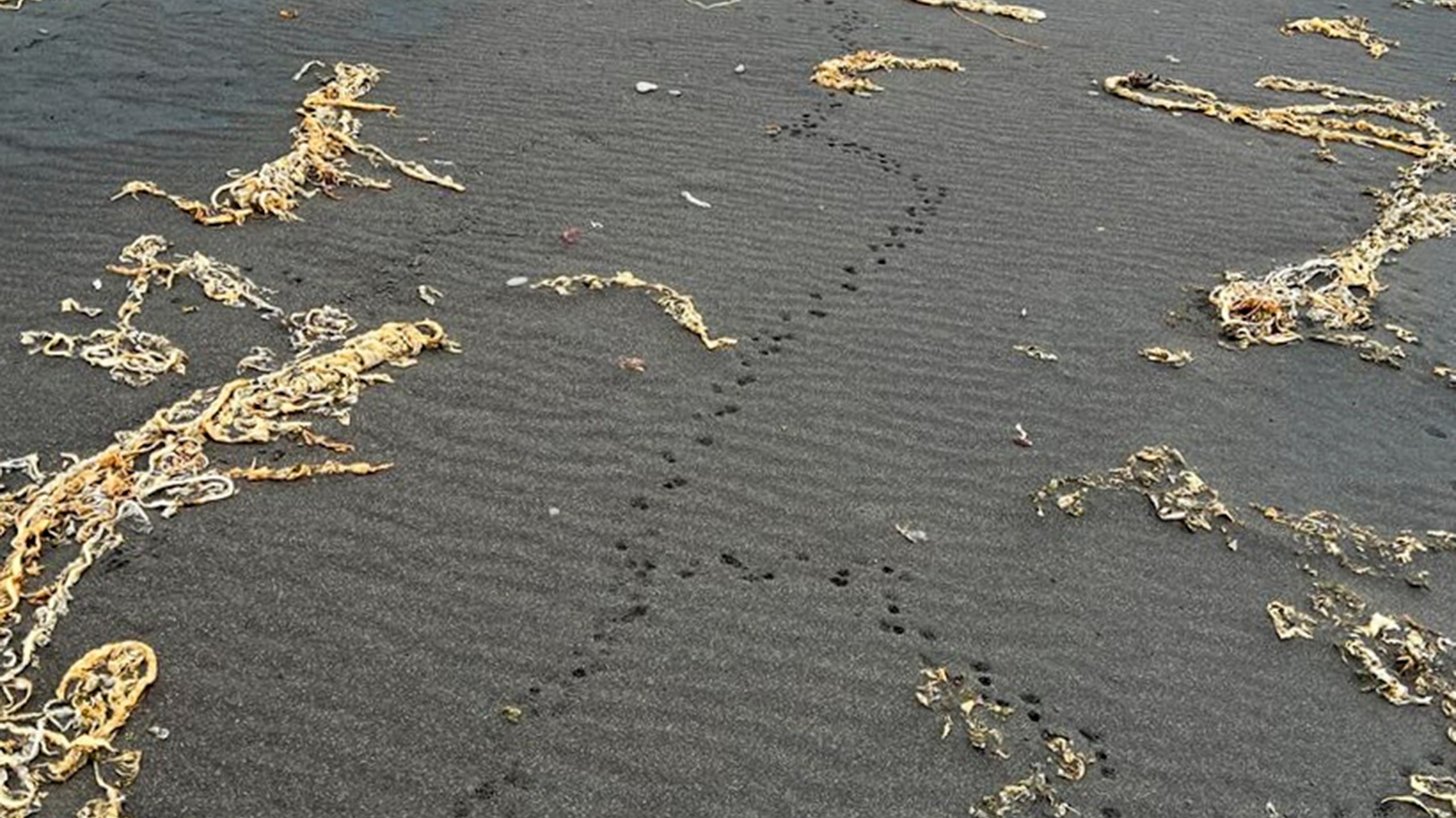 This 2024 image provided by the U.S. Fish & Wildlife Service shows rat tracks on Kiska Island, Alaska, one of the uninhabited islands where the U.S. Fish and Wildlife Service aims to study the potential for rat eradication efforts. (Lora Haller/U.S. Fish & Wildlife Service via AP)