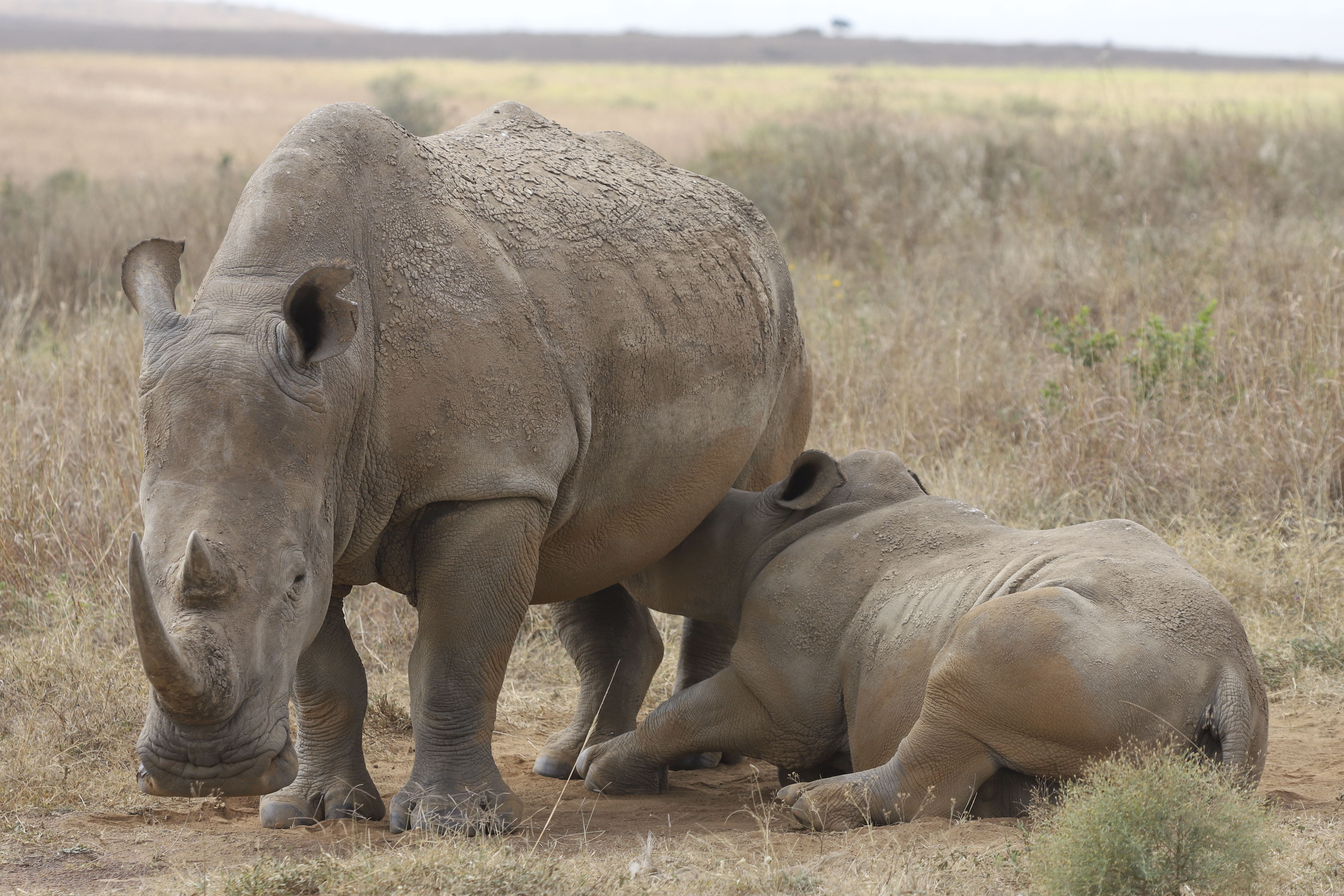 A rhino and its calf, on the Red List of Threatened Species according to IUCN (International Union Conservation Of Nature), are seen at Nairobi National Park, on the outskirts of Nairobi, Kenya, Wednesday, Sept. 18, 2024. (AP Photo/Andrew Kasuku)