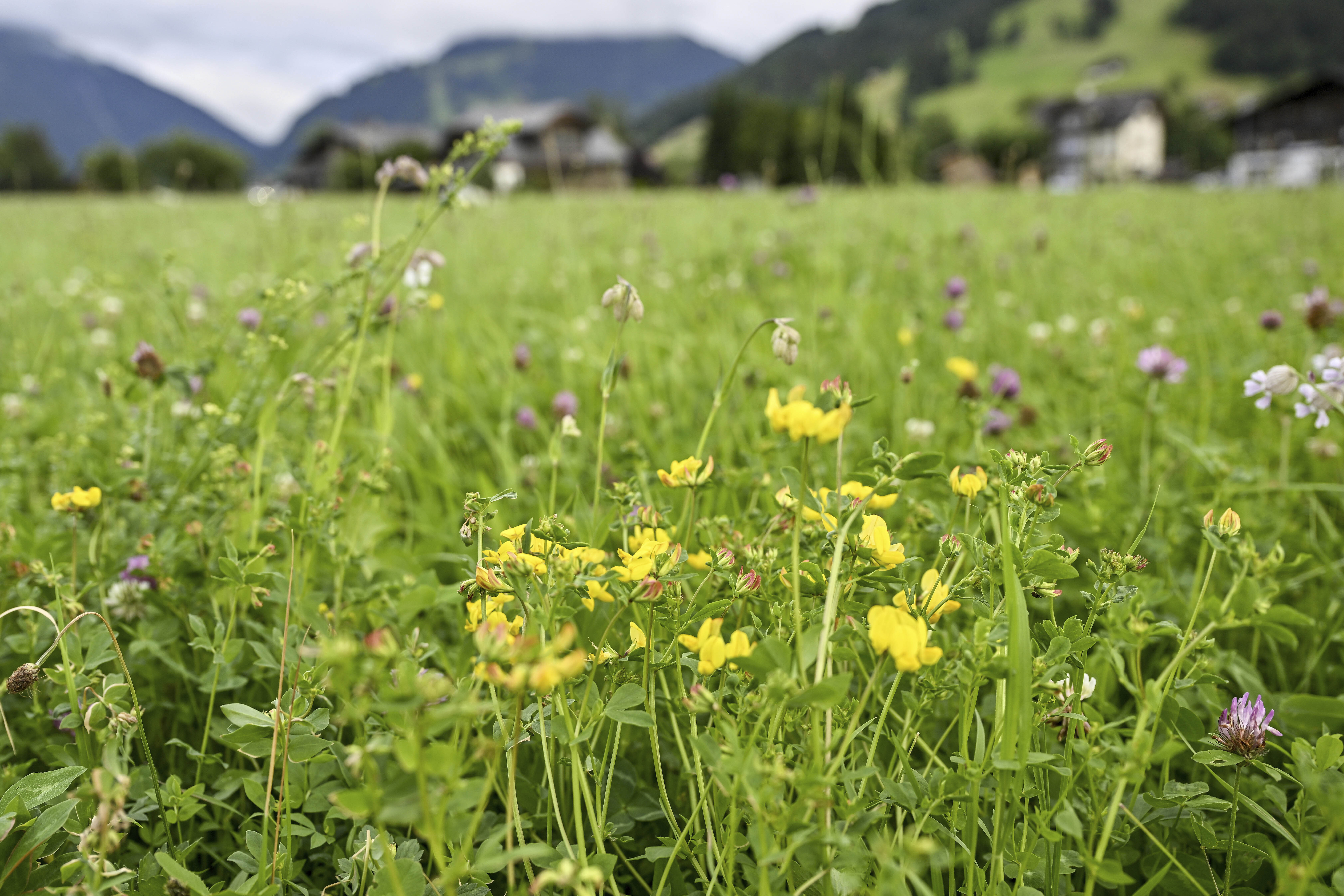 Flowers grow in an unfertilised agricultural meadow, on Sunday, 7 July 2024, in Saanen, Switzerland. (Peter Schneider/Keystone via AP)